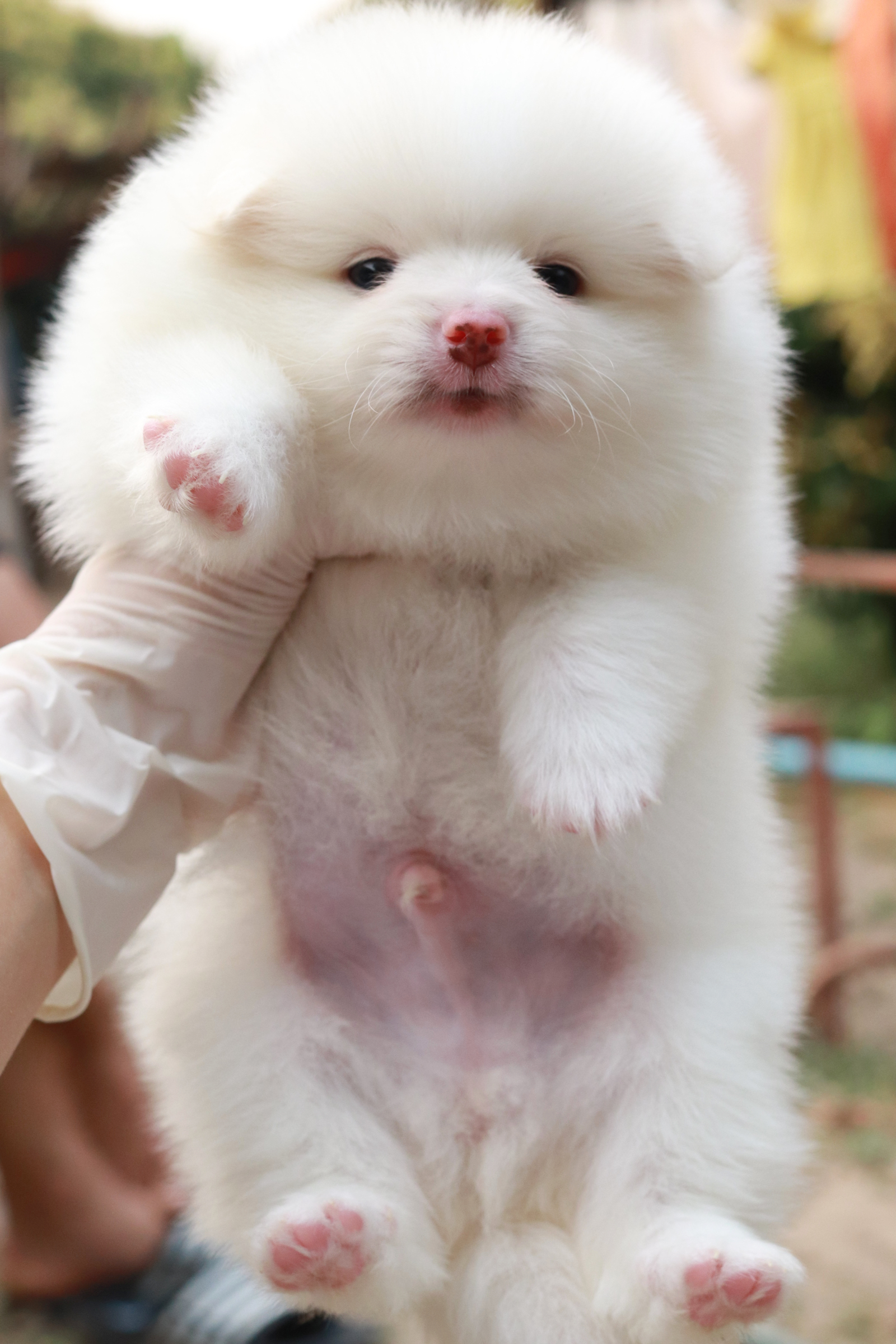 ปอมเมอเรเนียน เพศผู้สีขาว