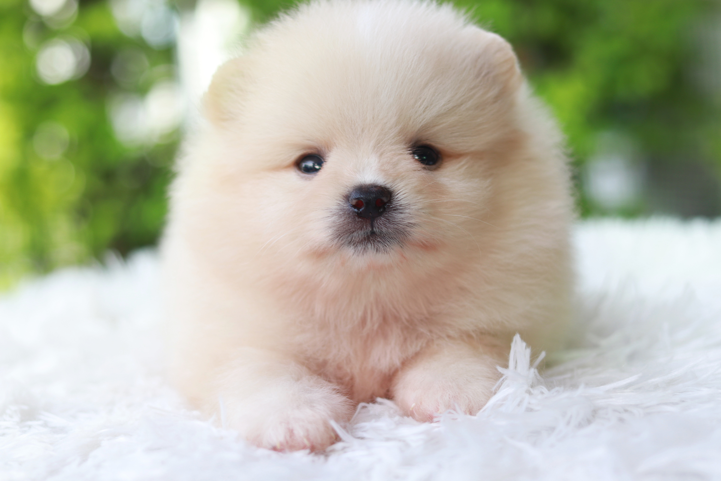 ปอมเมอเรเนียน เพศผู้ สีครีม