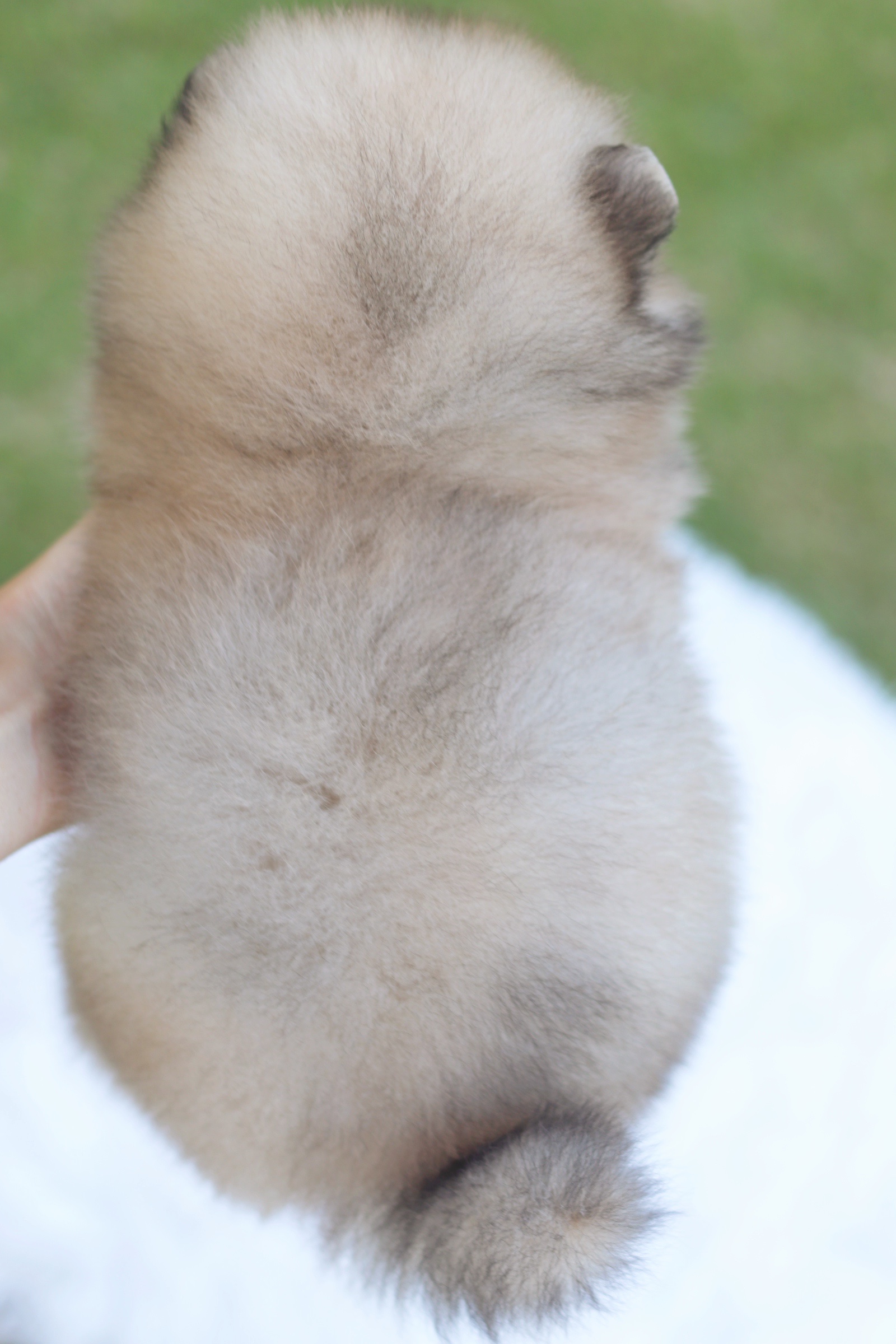 ปอมเมอเรเนียน เพศผู้ สีส้ม