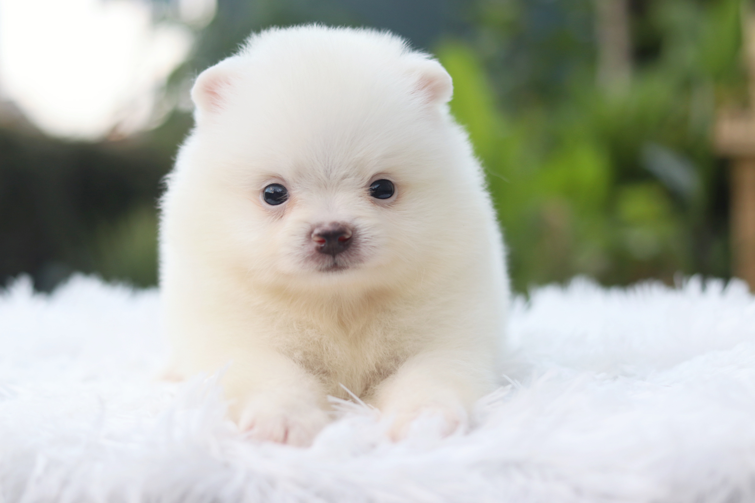 ปอมเมอเรเนียน เพศผู้ สีขาวครีม