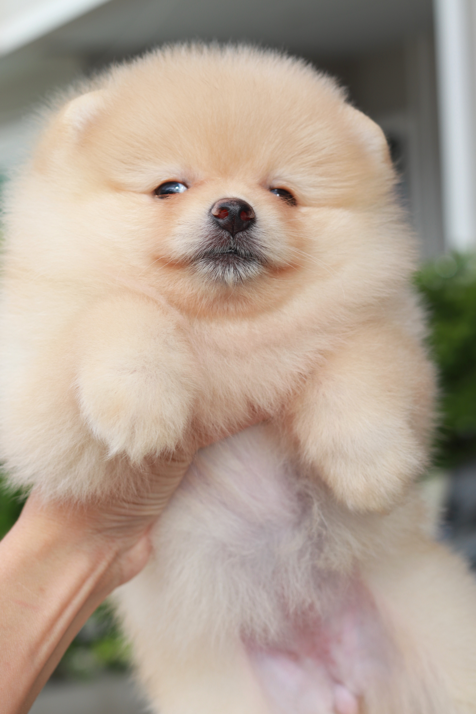 ปอมเมอเรเนียน เพศเมีย สีครีม ไซส์ปกติ