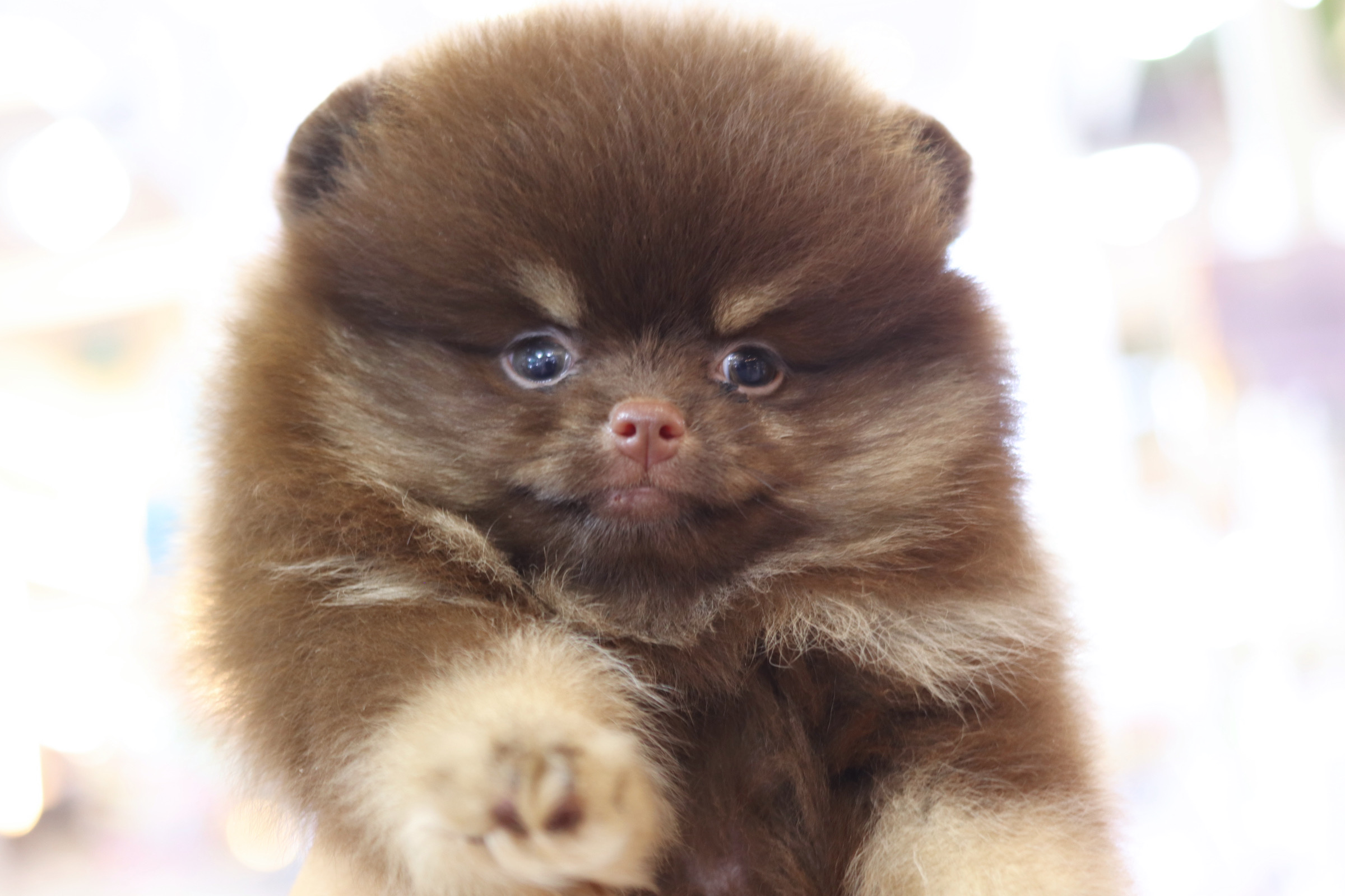 ปอมเมอเรเนียน เพศเมียสีช็อคแทนเกรดโชว์