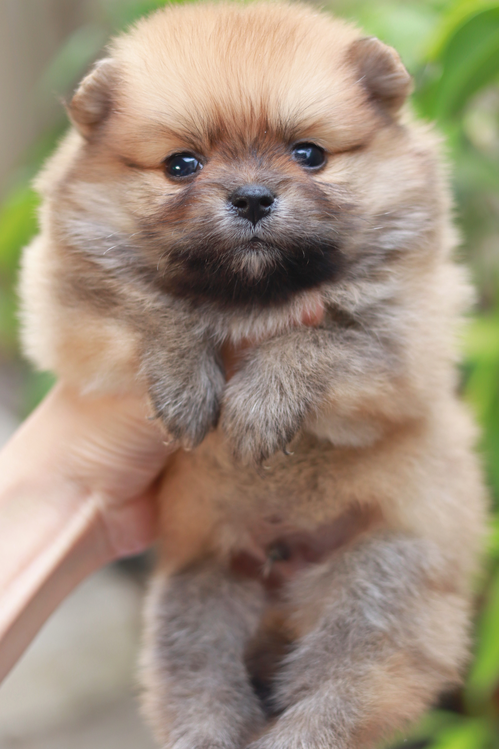 ปอมเมอเรเนียน เพศผู้