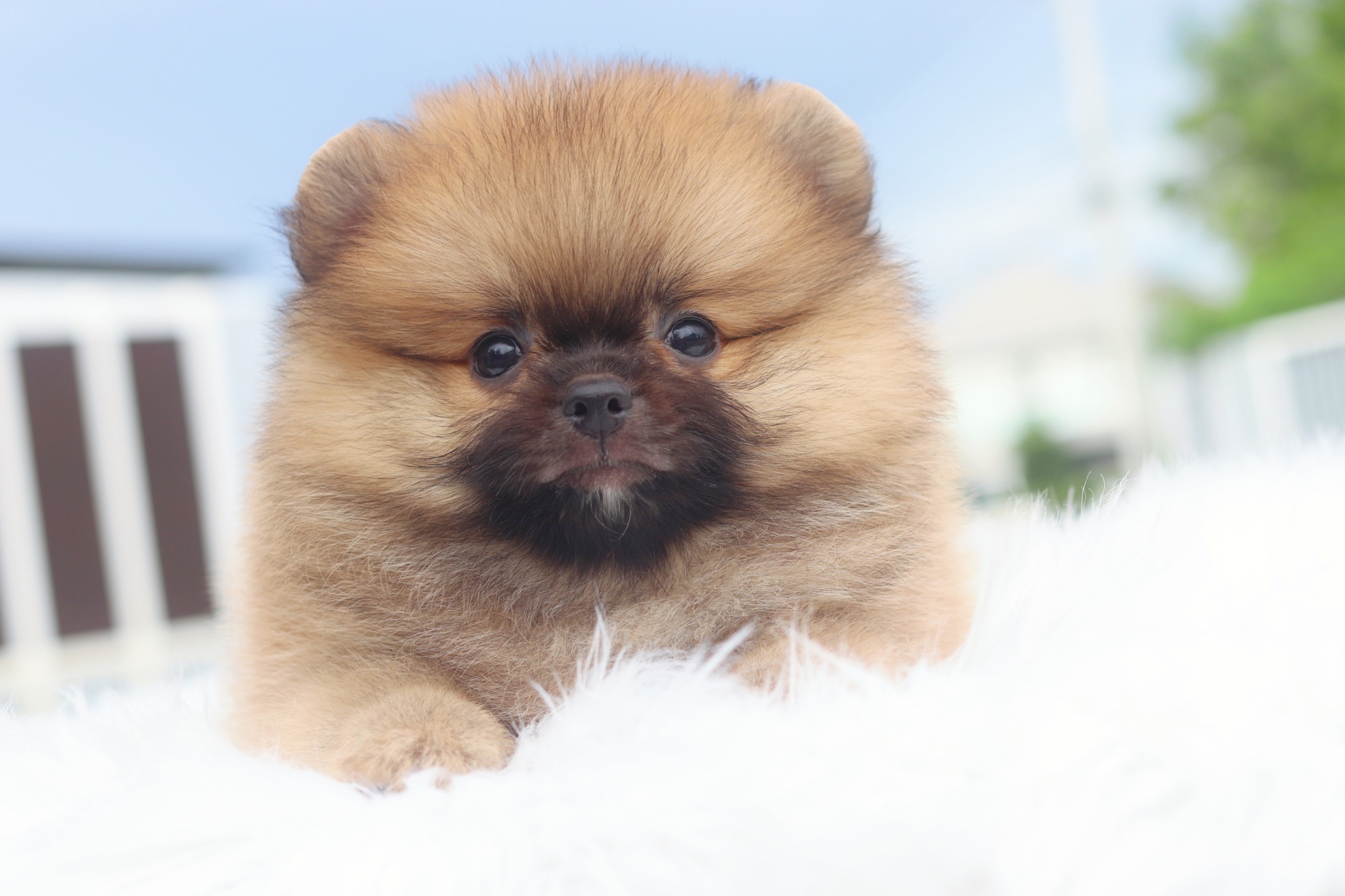 ปอมเมอเรเนียน เพศผู้สีส้ม