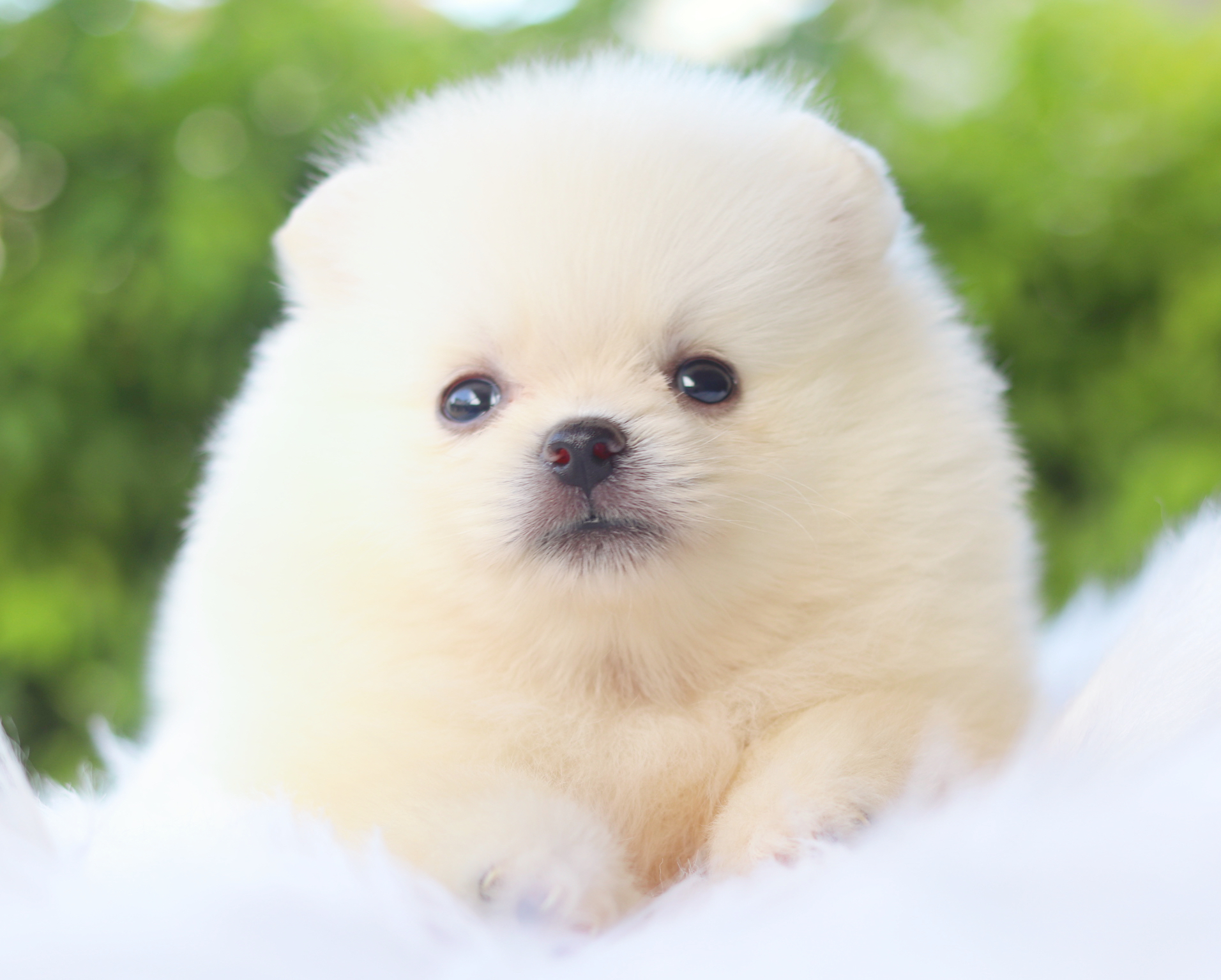 ปอมเมอเรเนียน เพศเมียสีขาวครีม