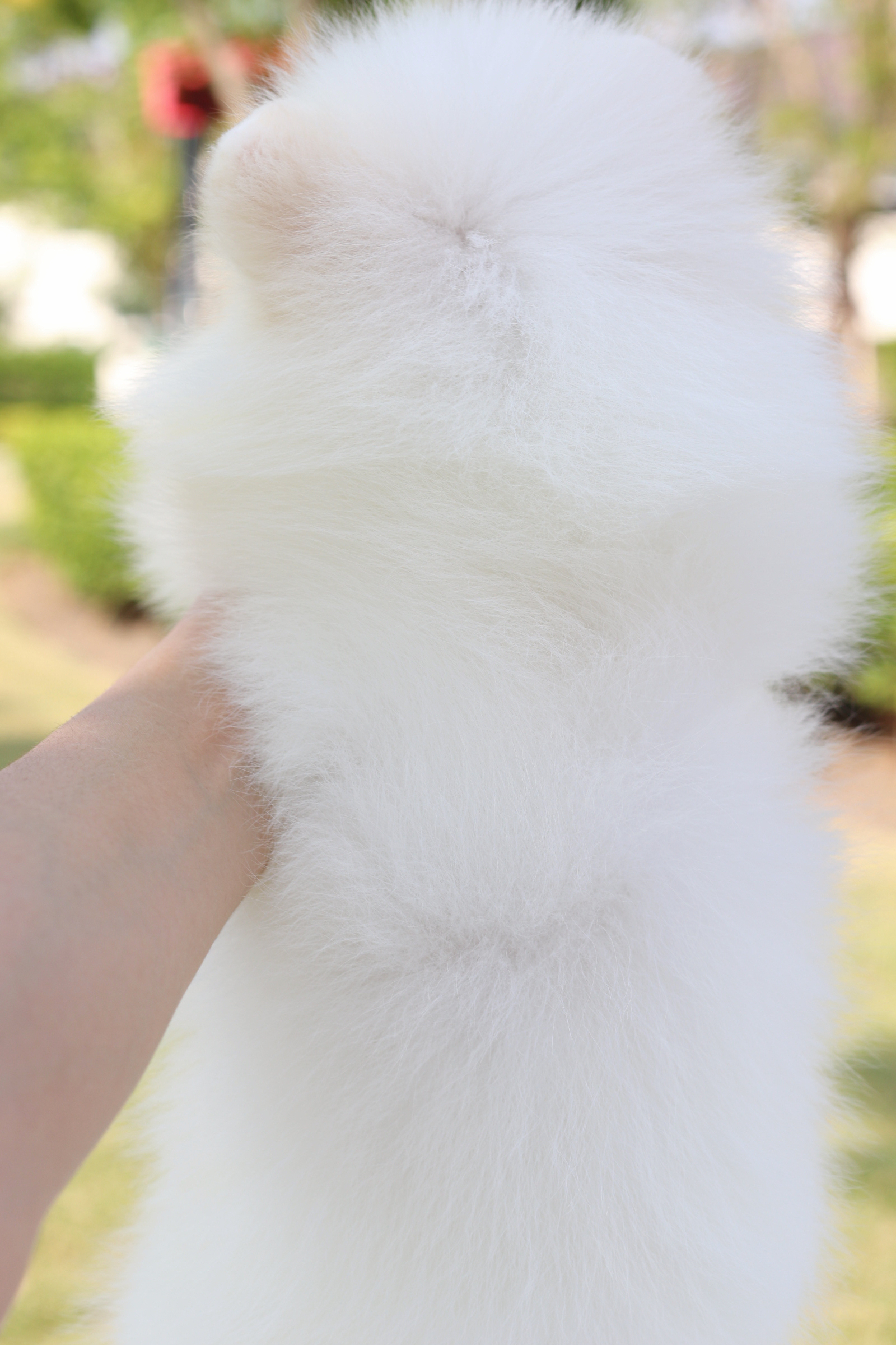 ปอมเมอเรเนียน เพศผู้สีขาวครีม