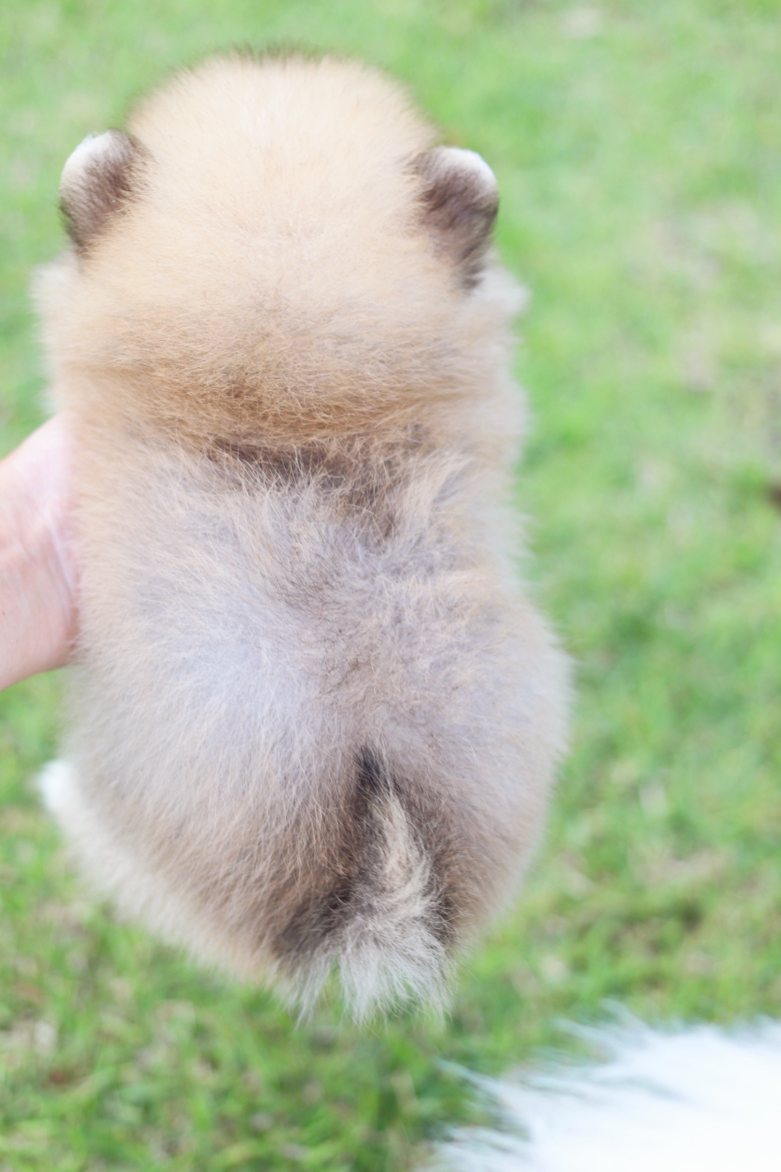 ปอมเมอเรเนียน เพศเมียสีส้ม ไซส์เล็ก