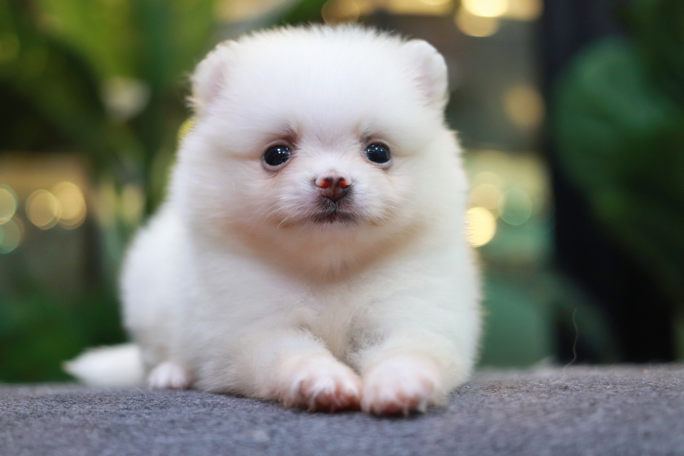 ปอมเมอเรเนียน เพศผู้ สีขาว