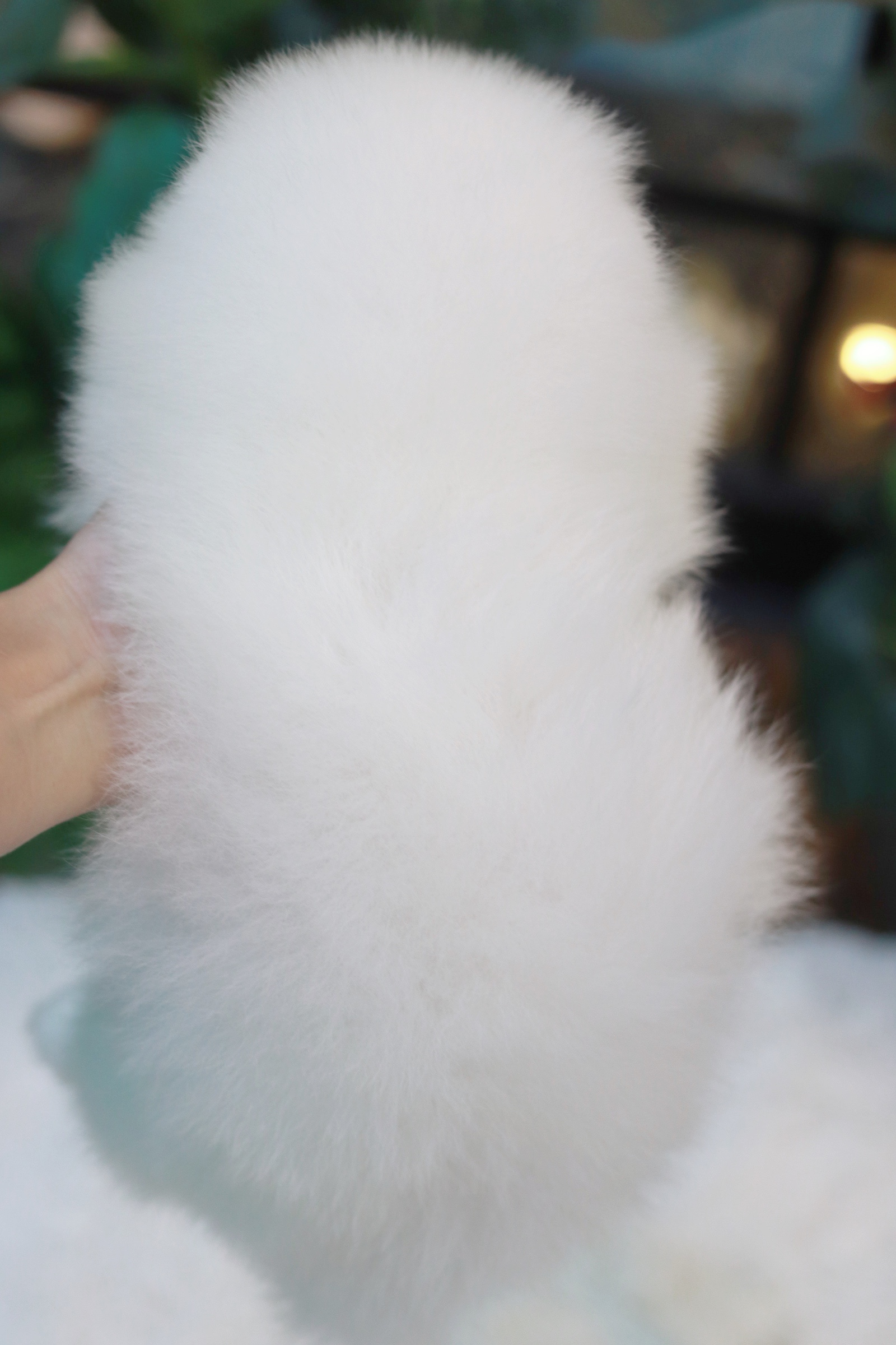 ปอมเมอเรเนียน เพศผู้สีขาว