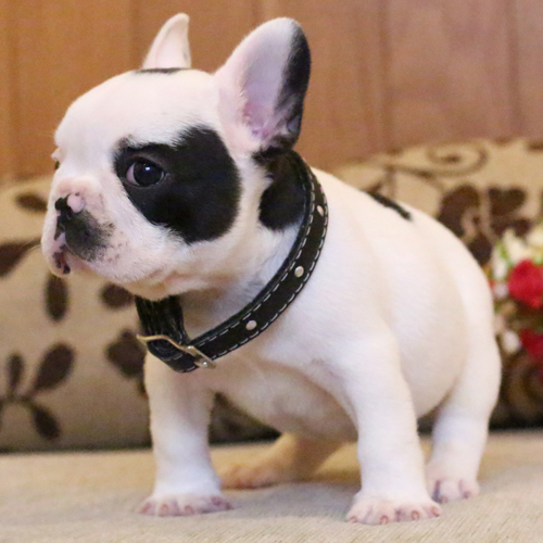 เด็กชายอาร์ก้า หน้าตาน่ารัก โครงสร้างสวย อายุ2เดือน