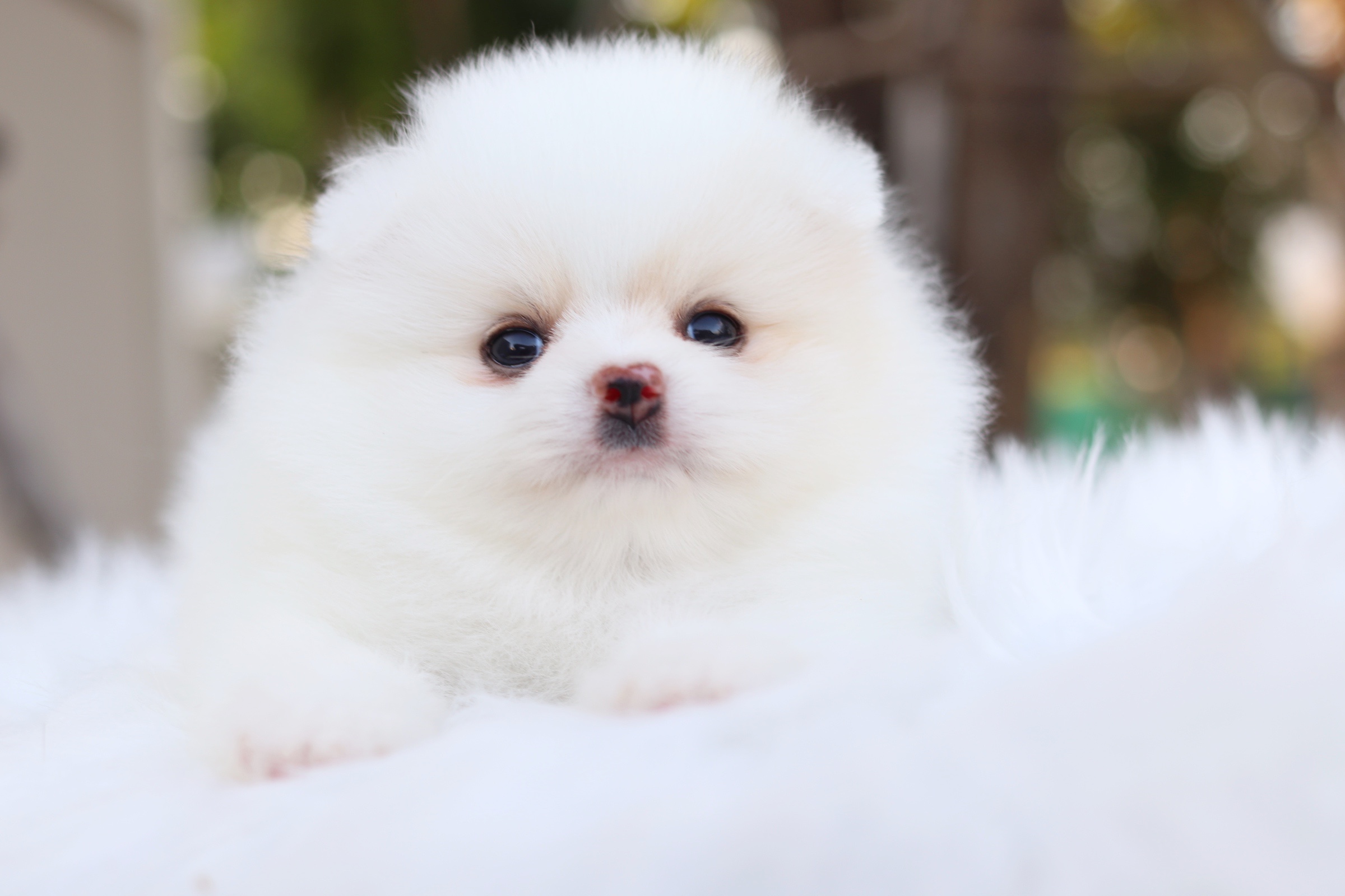 ปอมเมอเรเนียน เพศผู้ สีขาวครีม