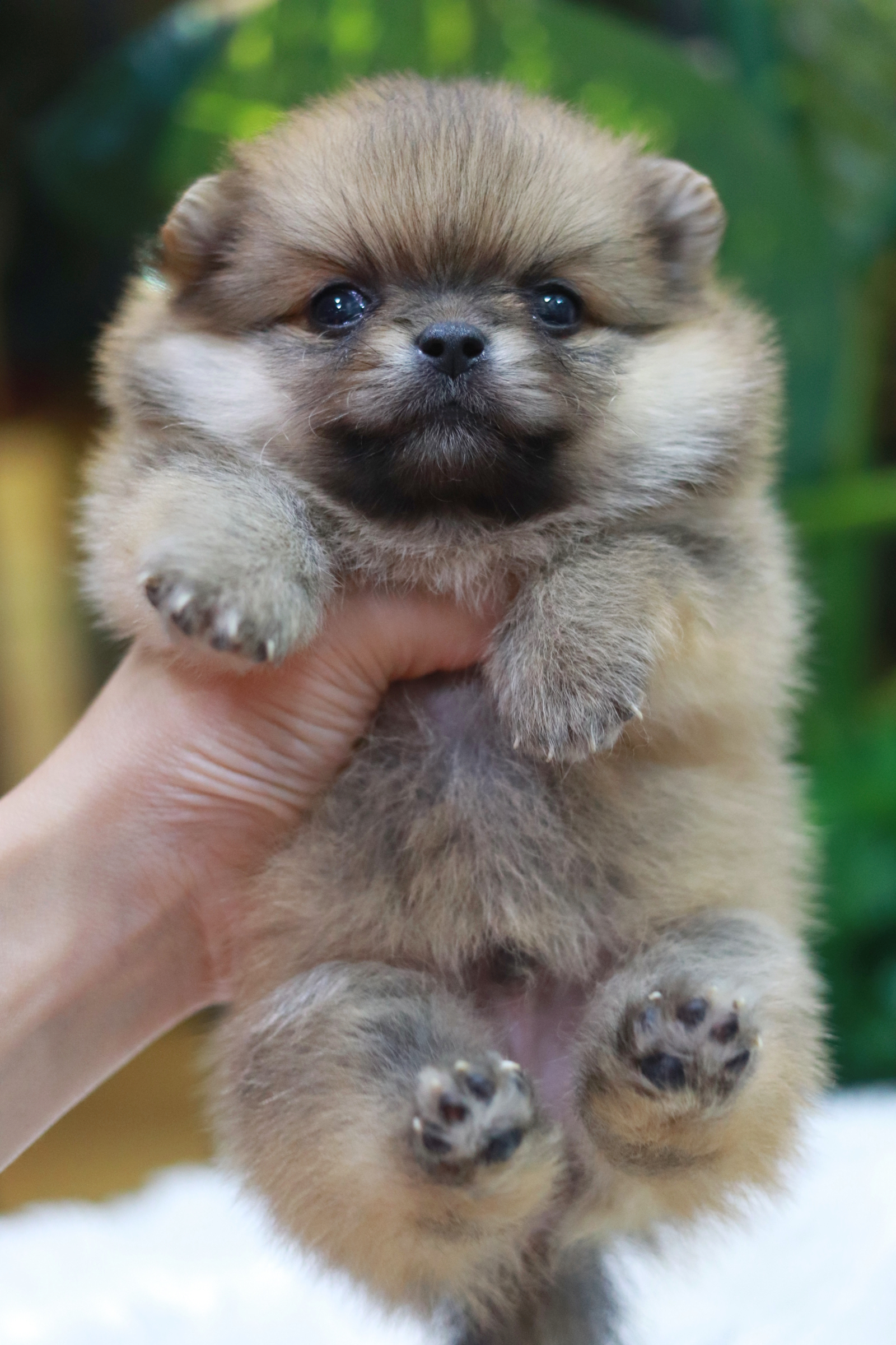 ปอมเมอเรเนียน เพศผู้ สีส้ม ไซส์เล็ก