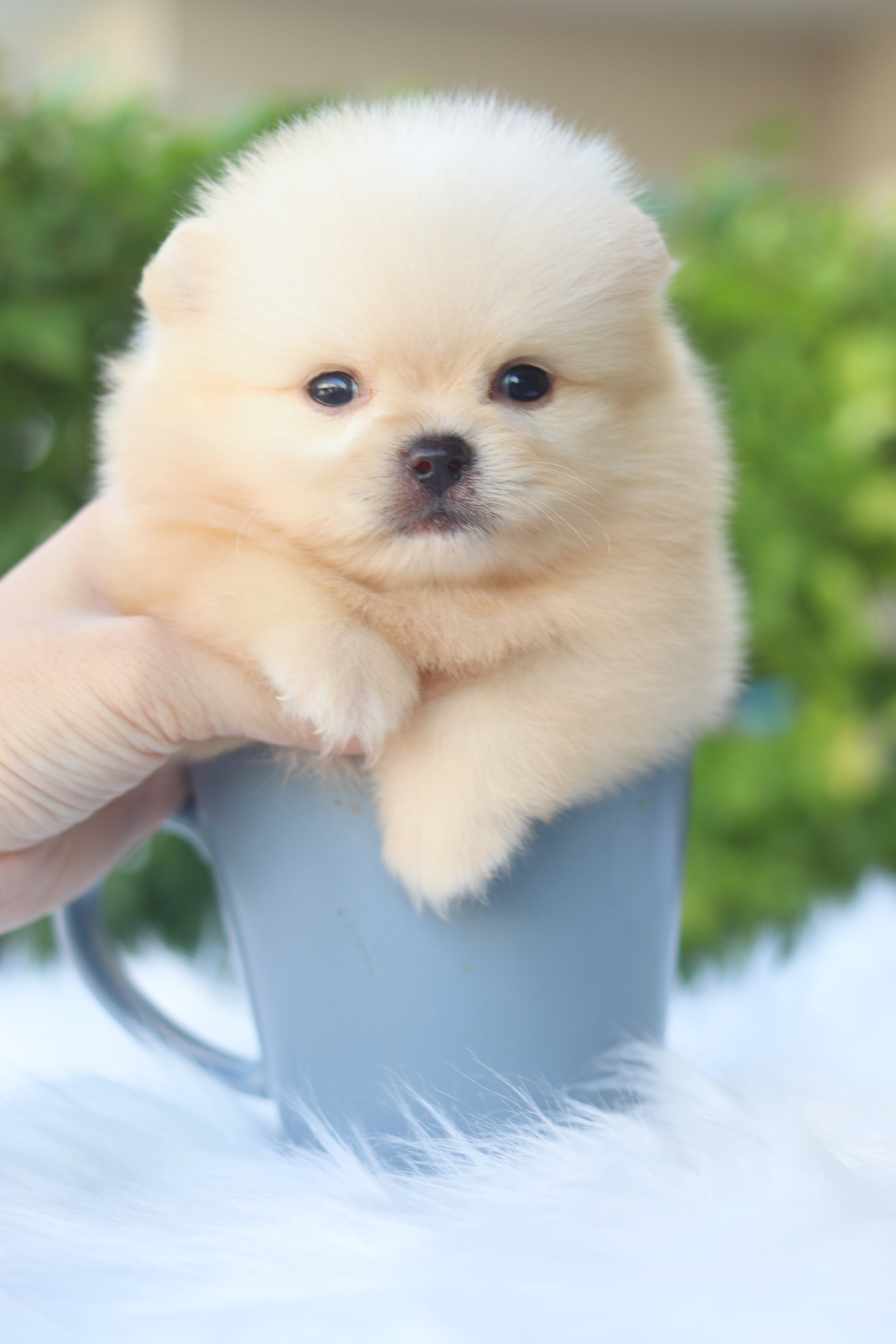 ปอมเมอเรเนียน เพศผู้สีครีม