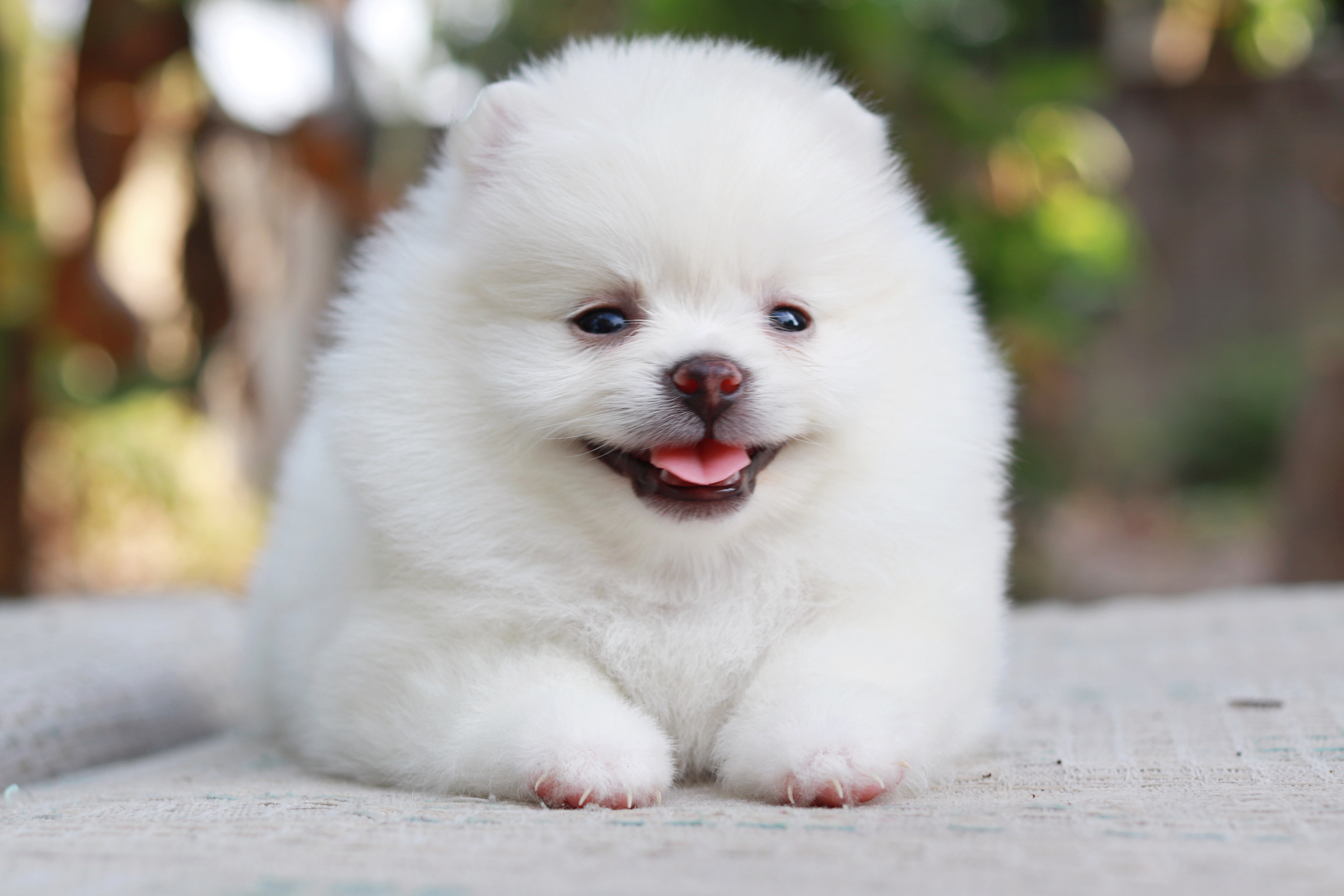 ปอมเมอเรเนียน เพศเมียขาว