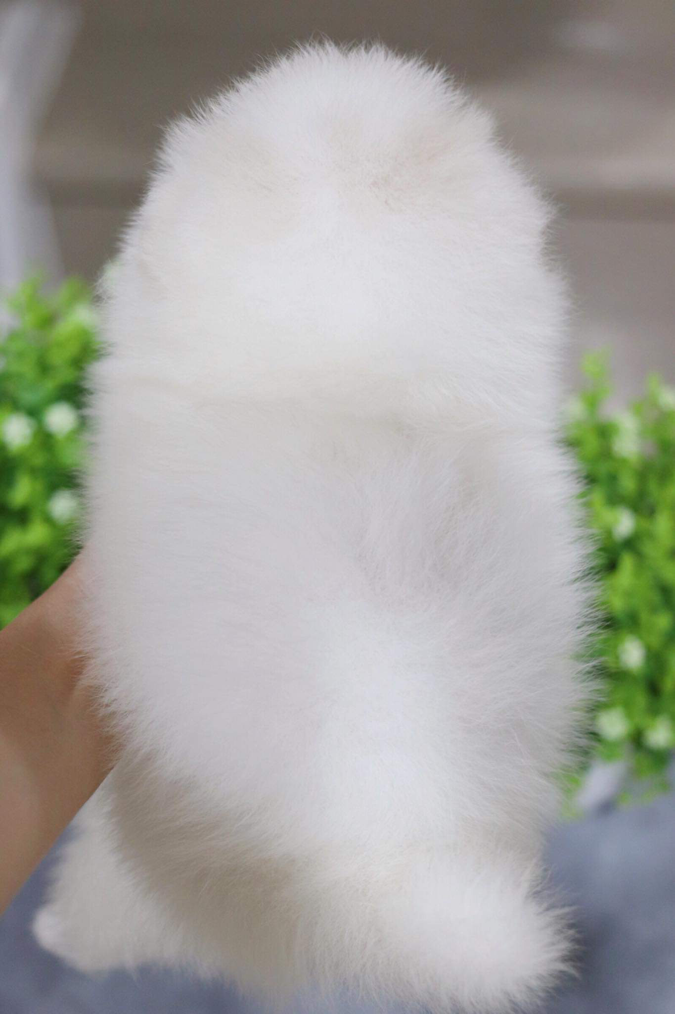 ปอมเมอเรเนียน เพศผู้