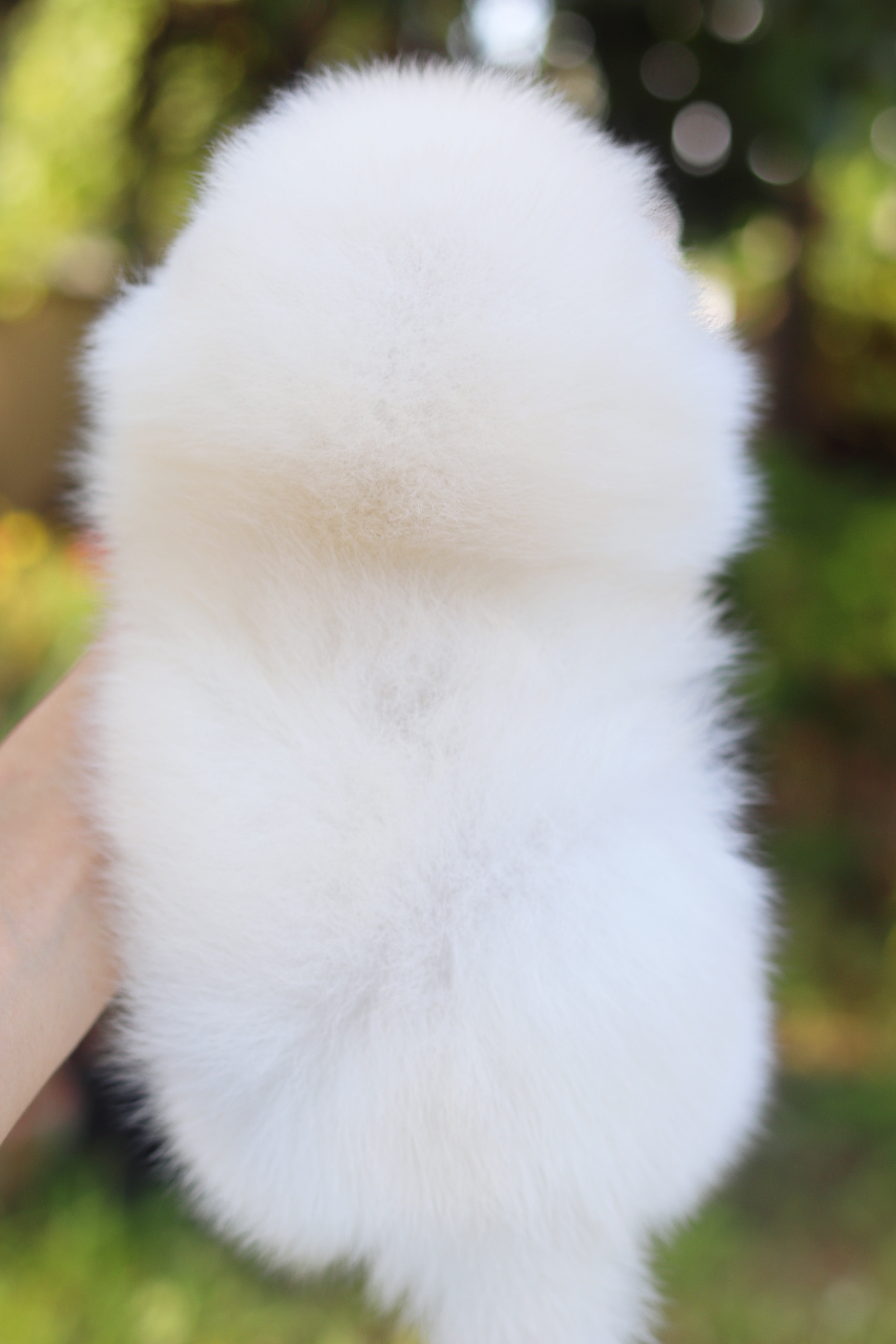 ปอมเมอเรเนียน เพศผู้ สีขาวครีม