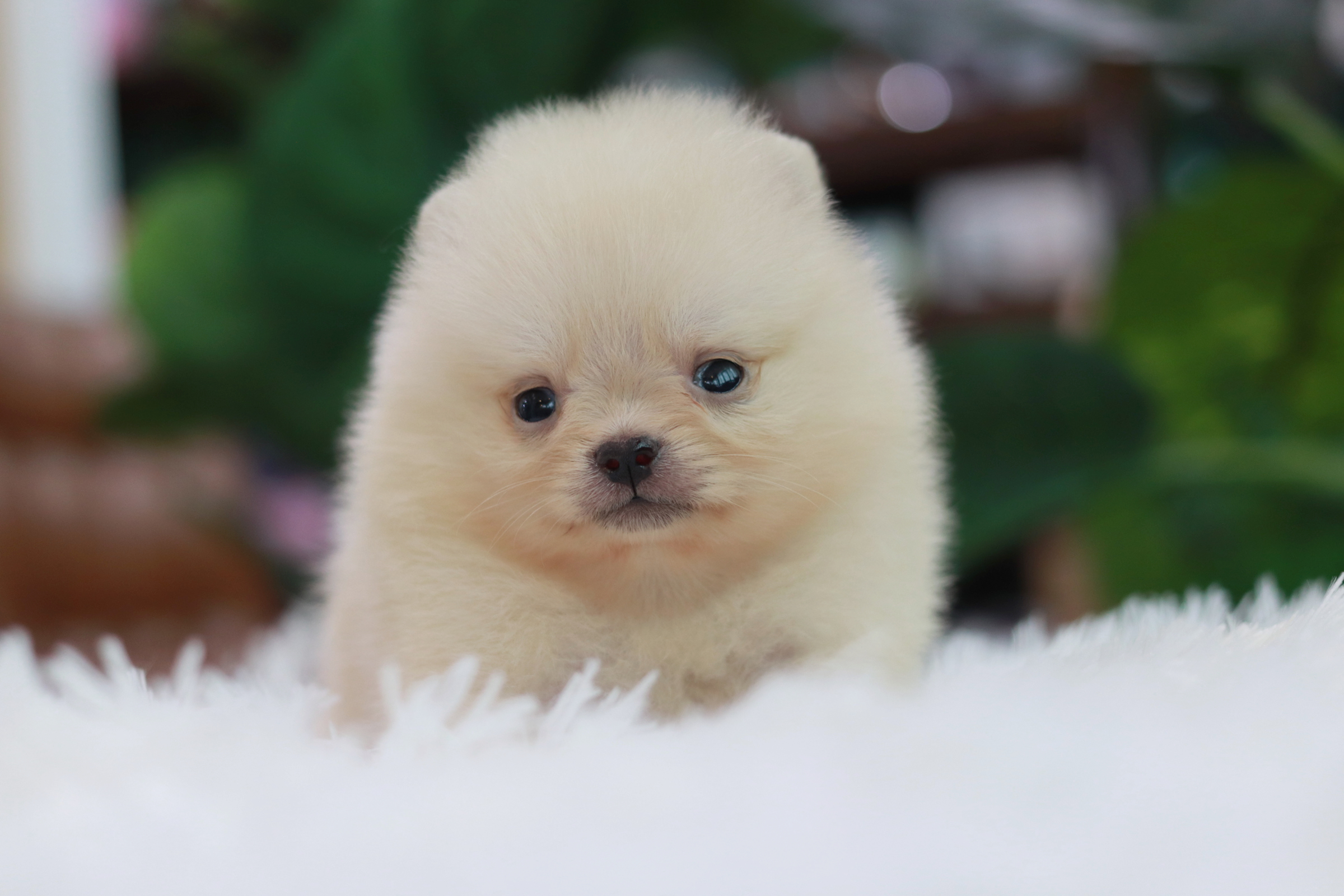 ปอมเมอเรเนียน เพศผู้ทีคัพ สีครีม