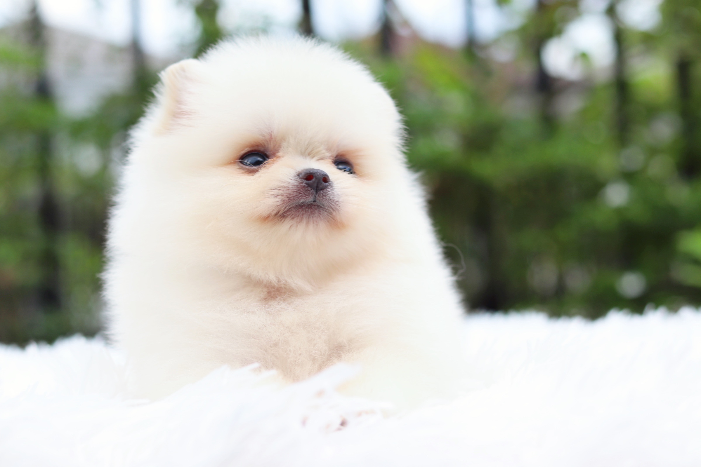 ปอมเมอเรเนียน เพศเมียขาวครีมไซส์เล็ก