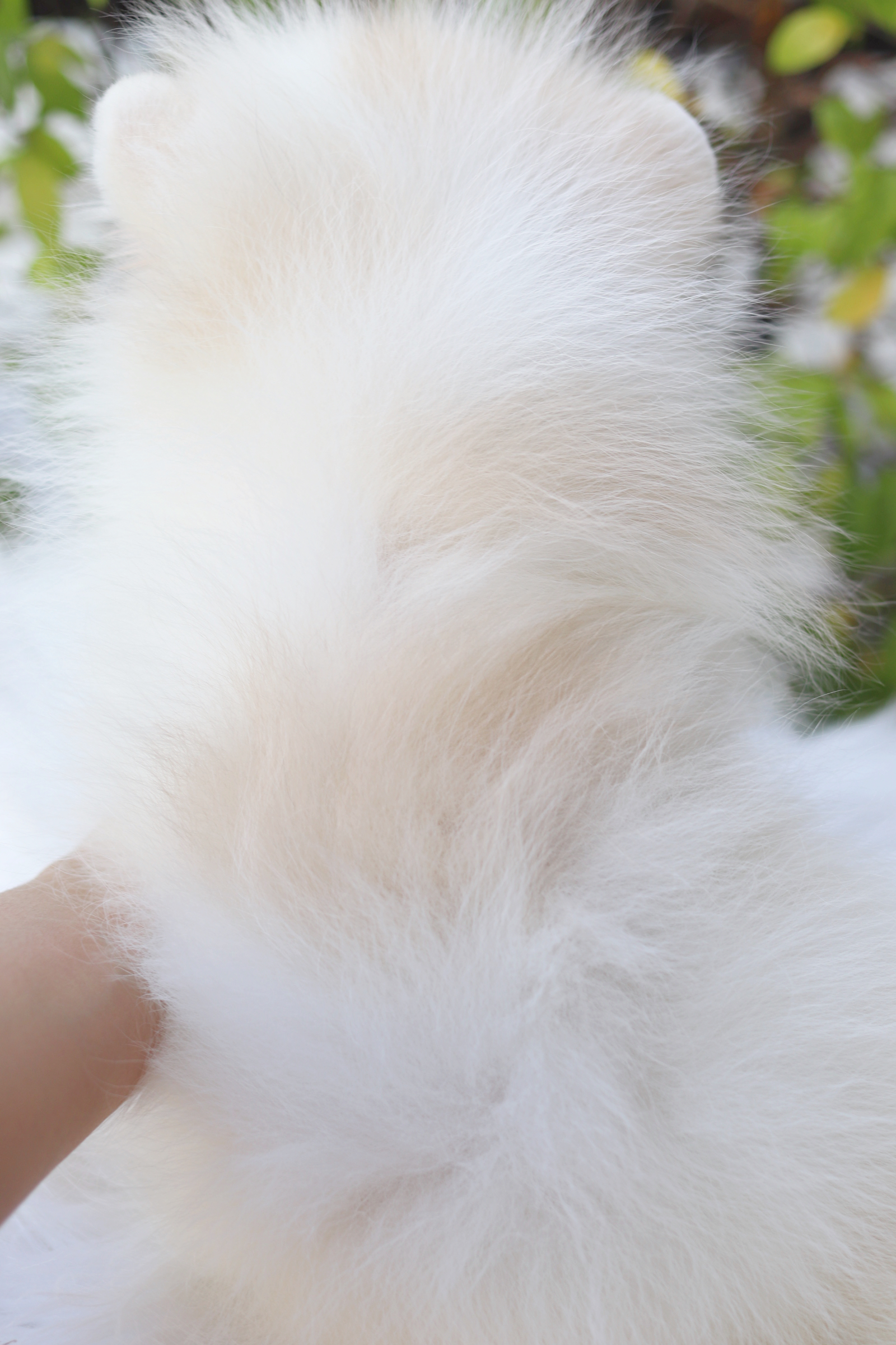 ปอมเมอเรเนียน เพศเมียสีแฟนซี