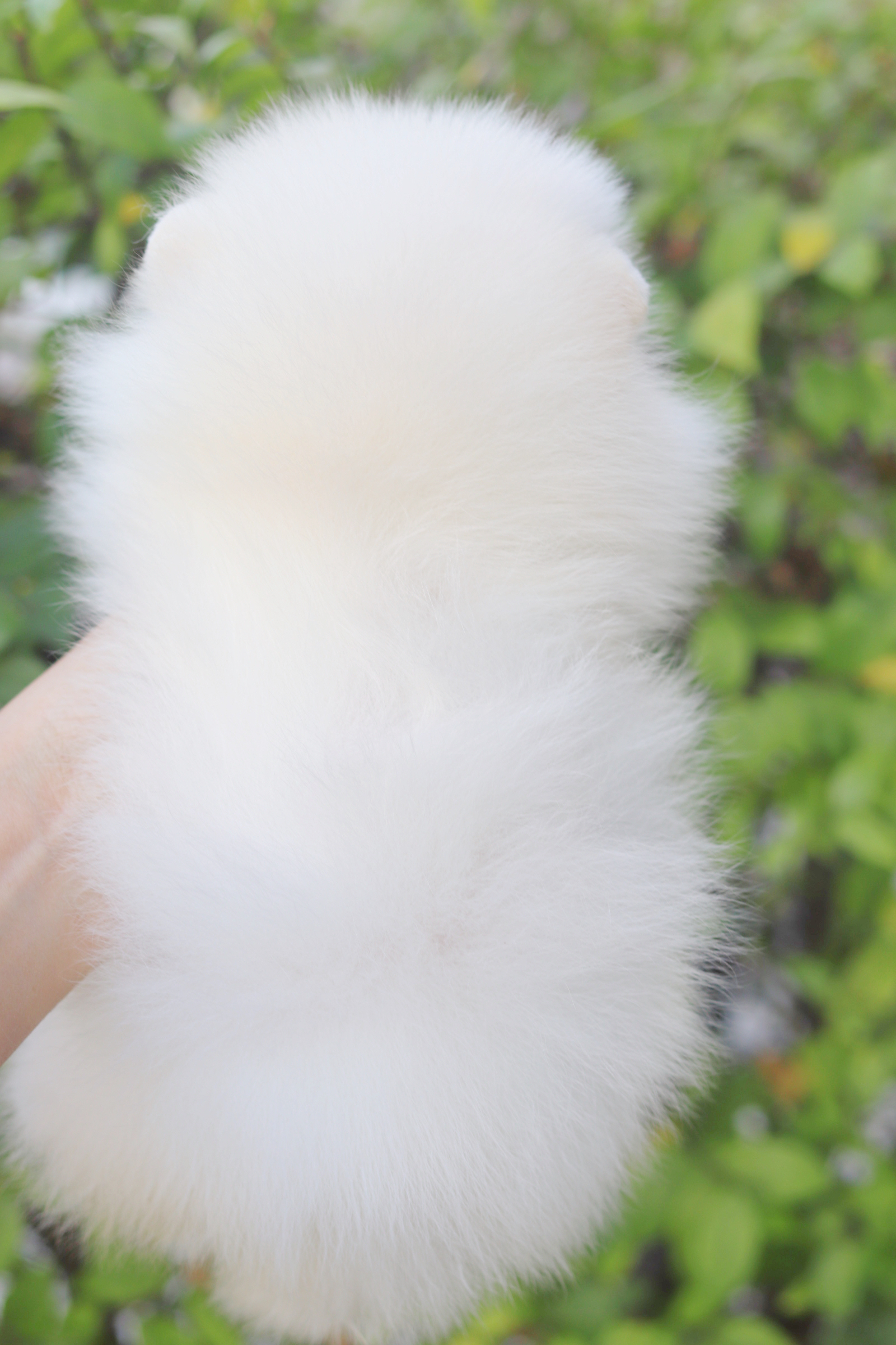 ปอมเมอเรเนียน เพศผู้สีขาวครีม