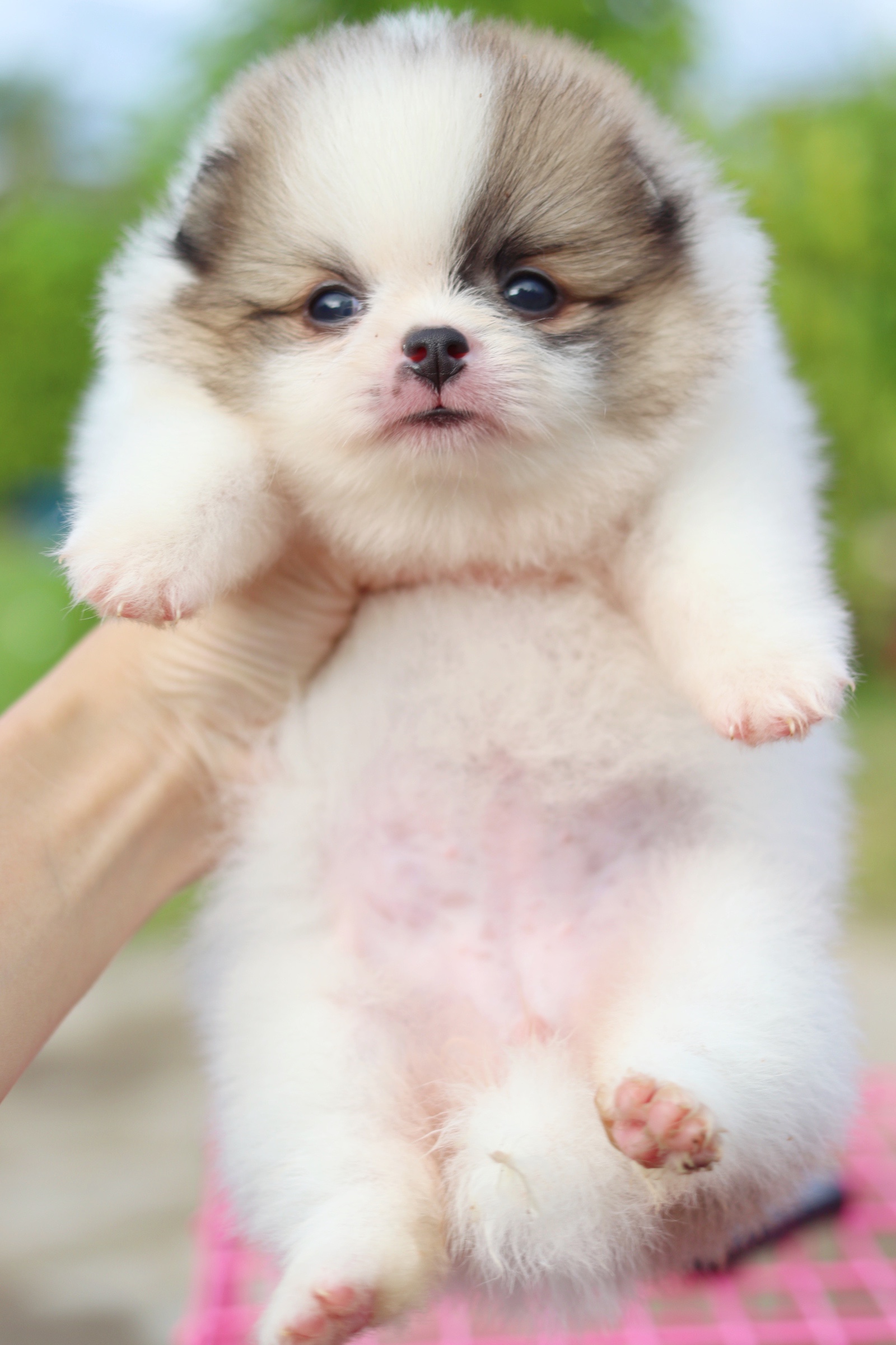 ปอมเมอเรเนียน เพศเมียแฟนซี