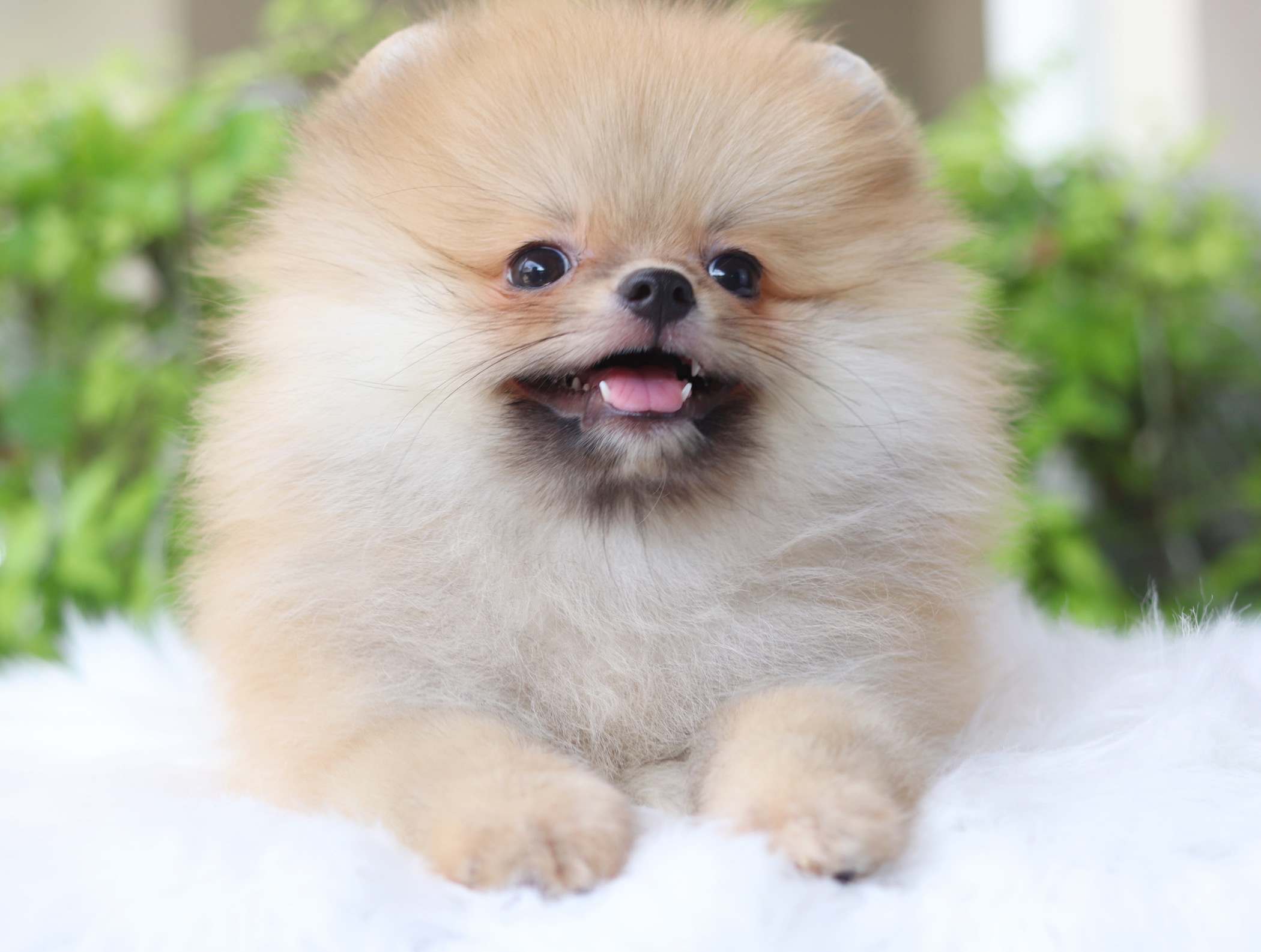 ปอมเมอเรเนียน เพศเมียสีส้ม