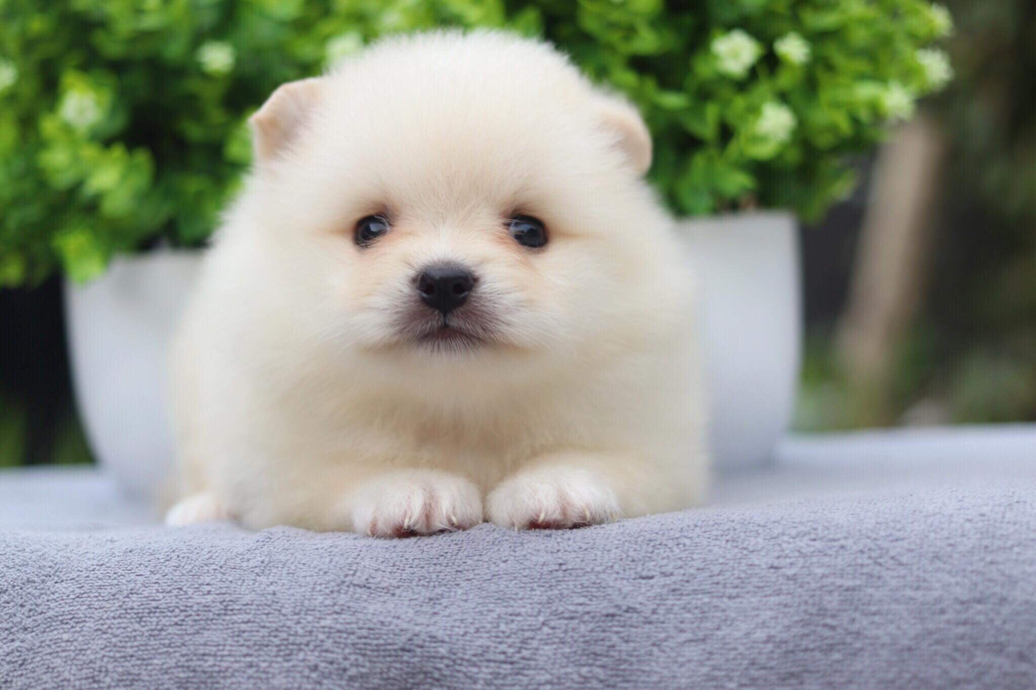 ปอมเมอเรเนียน เพศเมีย