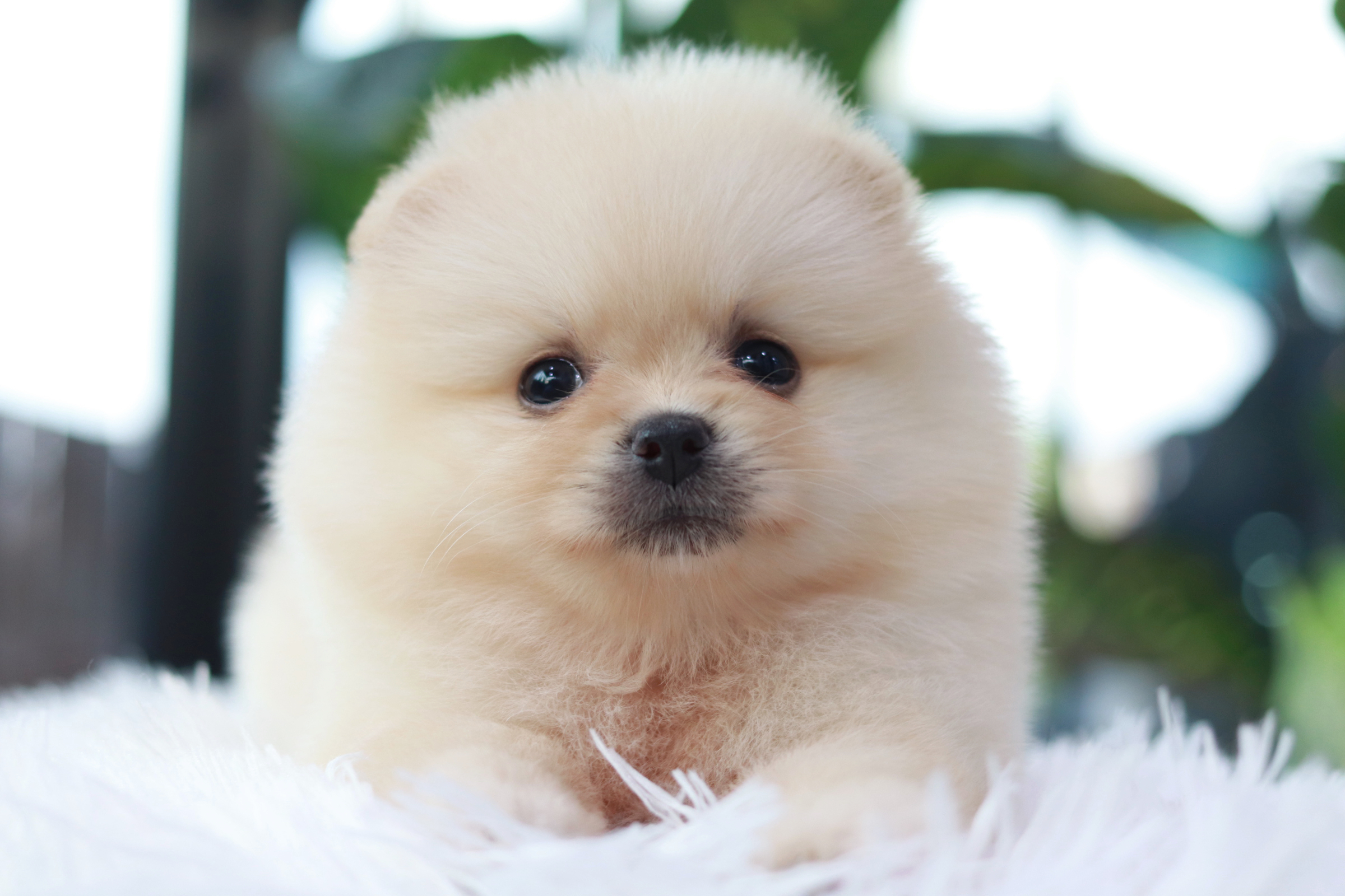 ปอมเมอเรเนียน เพศผู้