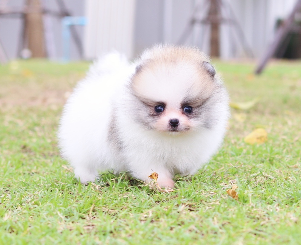 ปอมเมอเรเนียน เพศเมีย สีแฟนซี