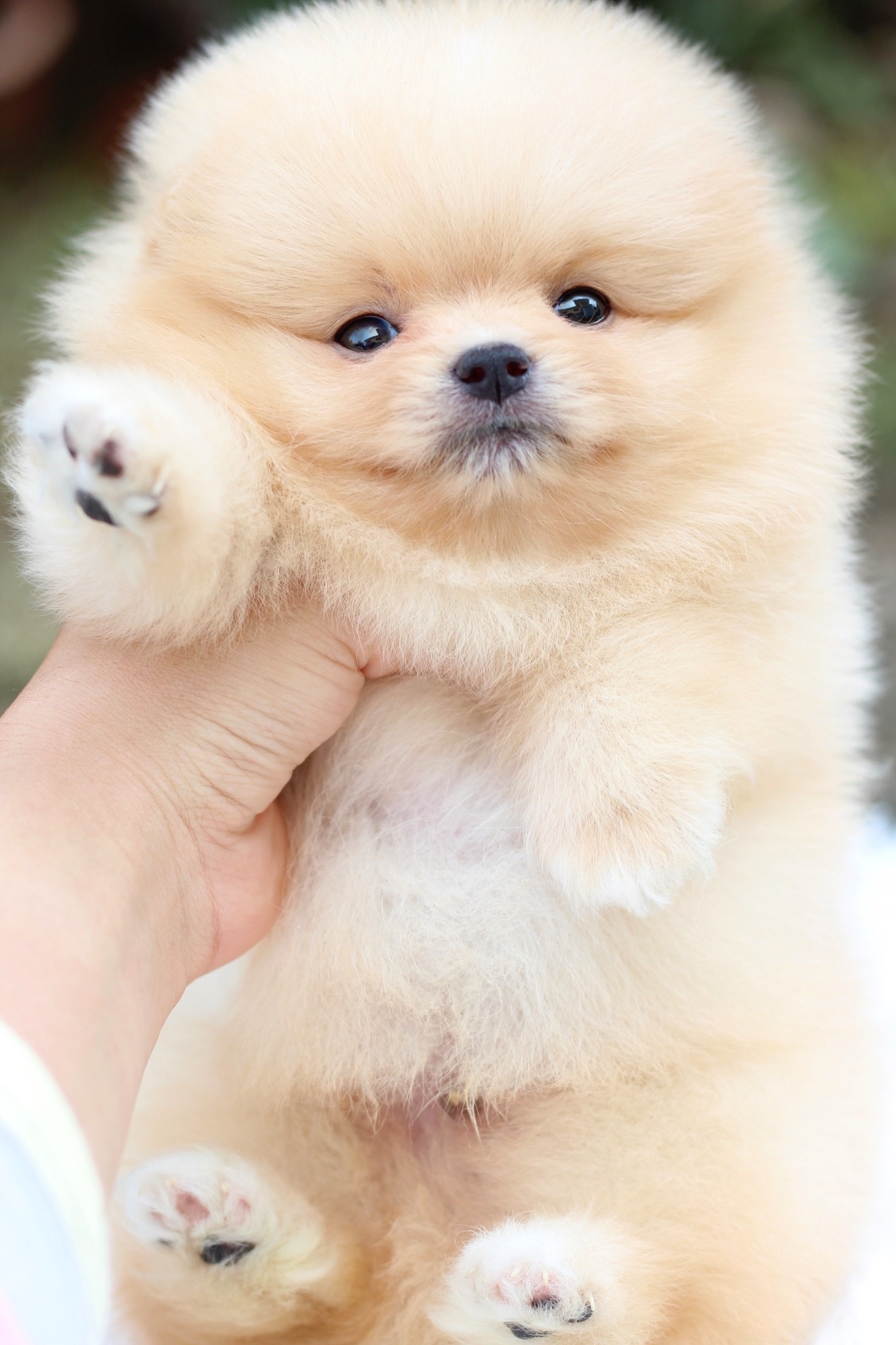 ปอมเมอเรเนียน เพศผู้ สีครีม