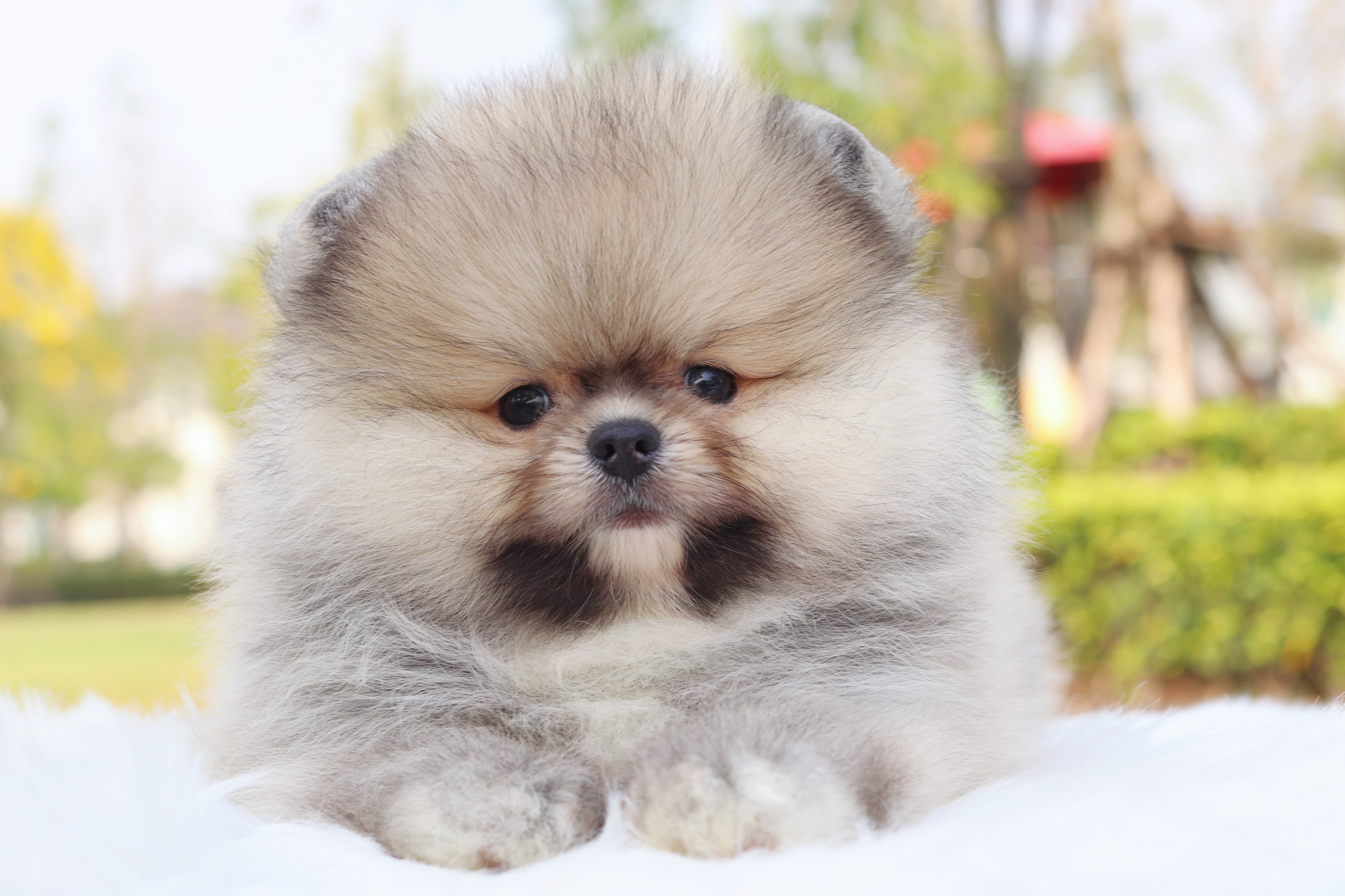 ปอมเมอเรเนียน เพศผู้สีส้มเกรดโชว์