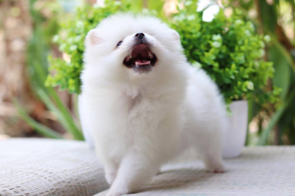 ปอมเมอเรเนียน เพศผู้