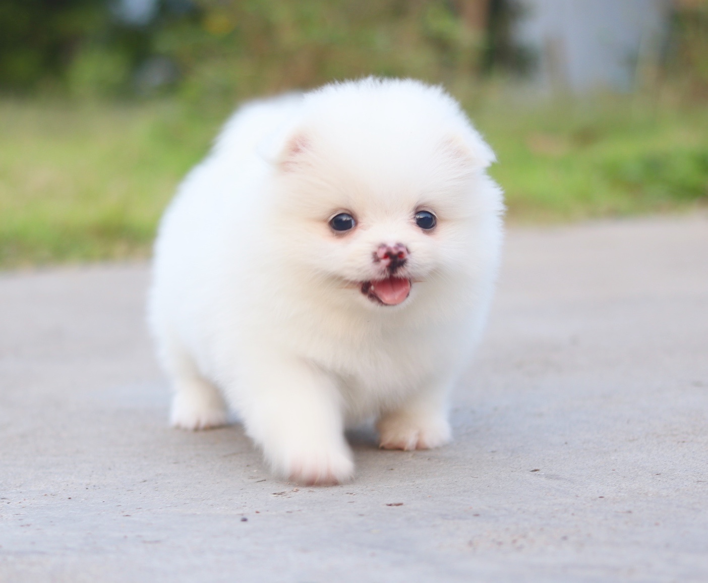 ปอมเมอเรเนียน เพศเมียสีขาวครีม