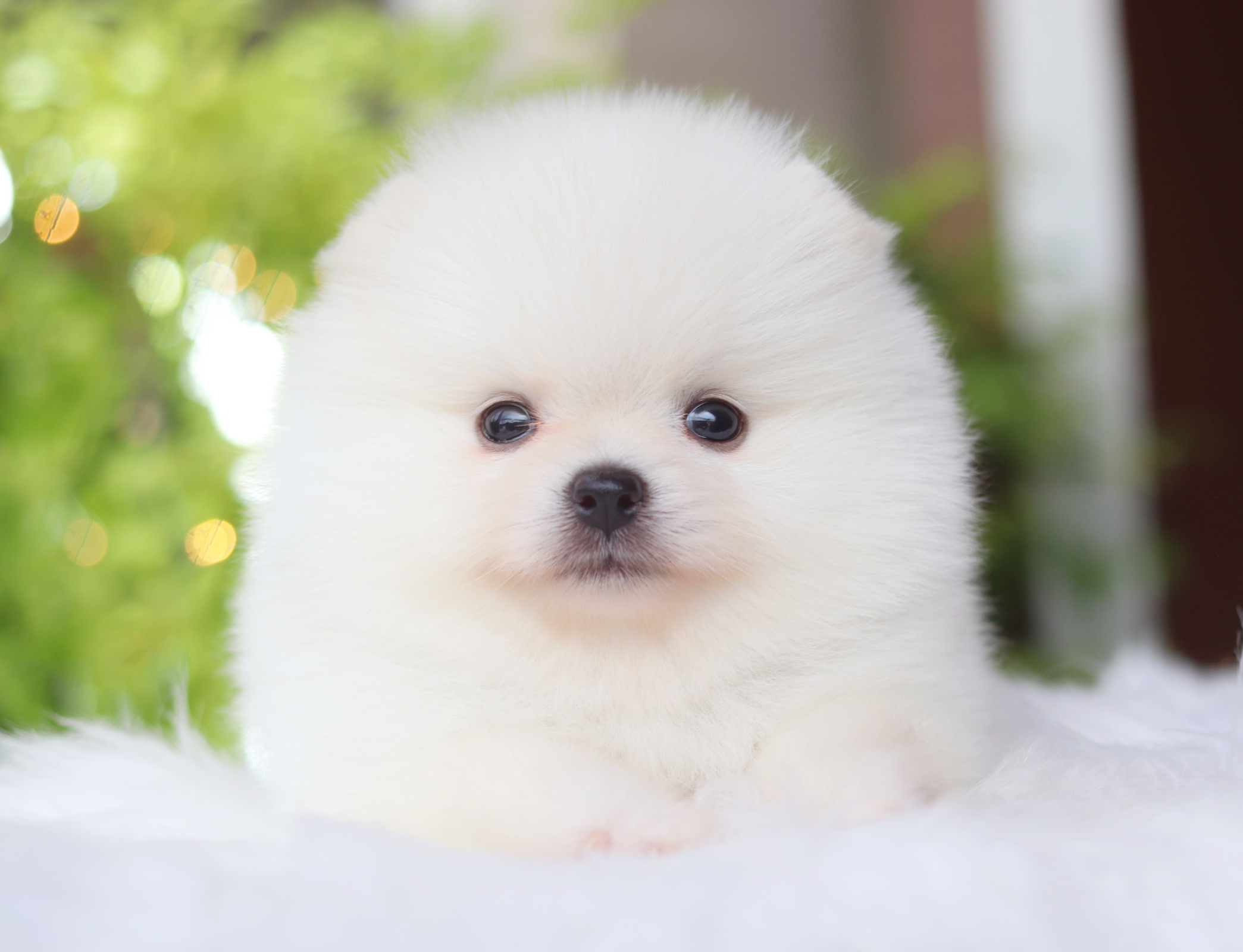 ปอมเมอเรเนียน เพศเมียสีขาวครีมเกรดโชว์