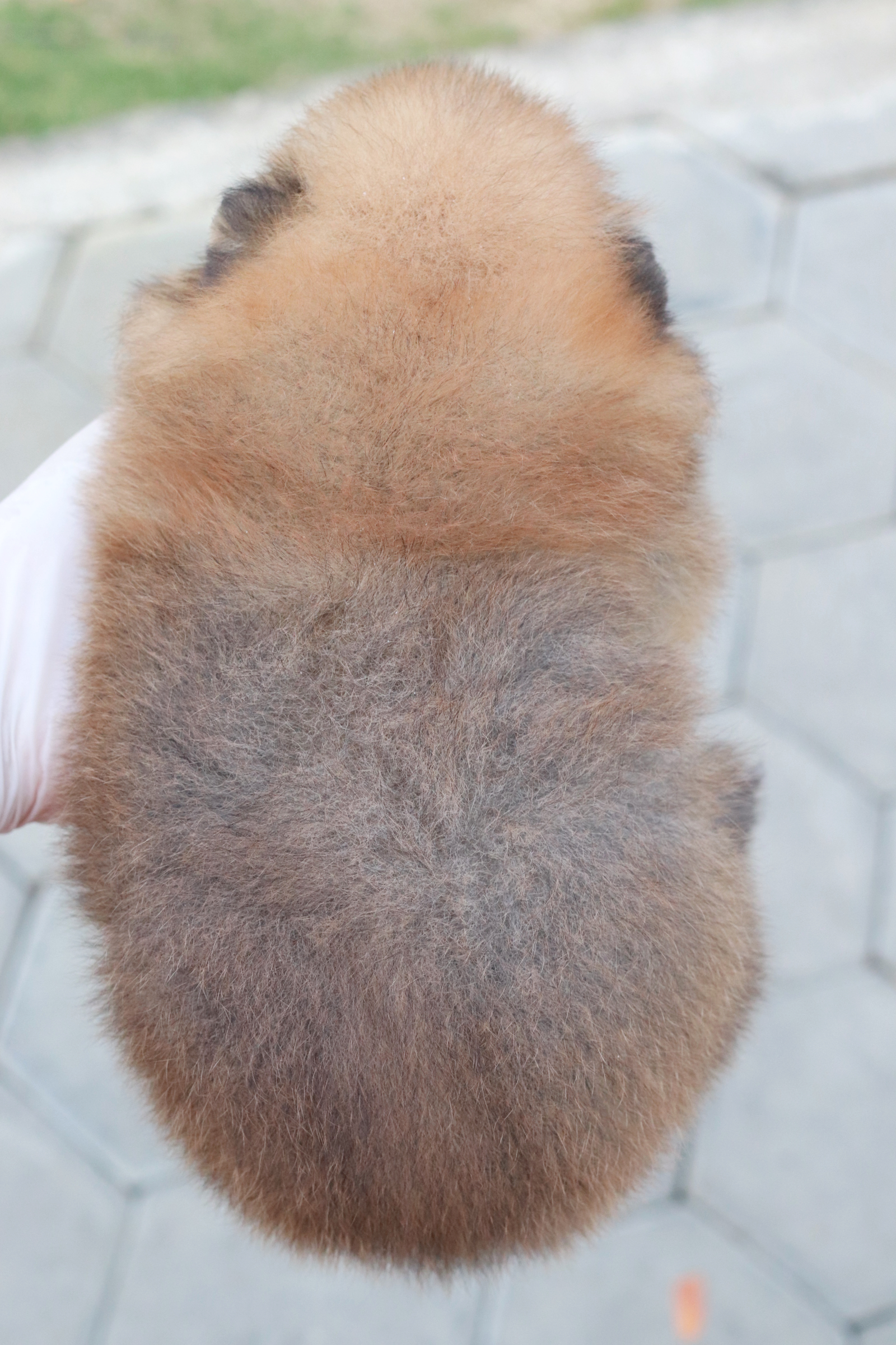 ปอมเมอเรเนียน เพศผู้สีส้ม