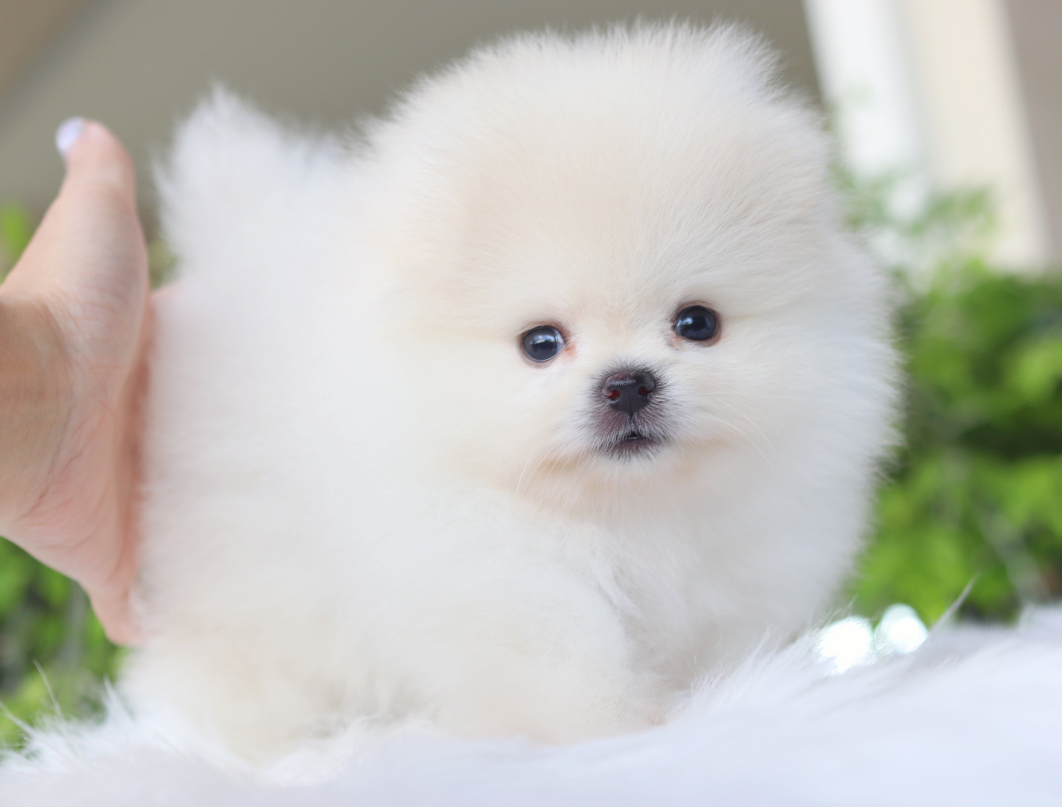 ปอมเมอเรเนียน เพศผู้สีขาวครีม เกรดโชว์