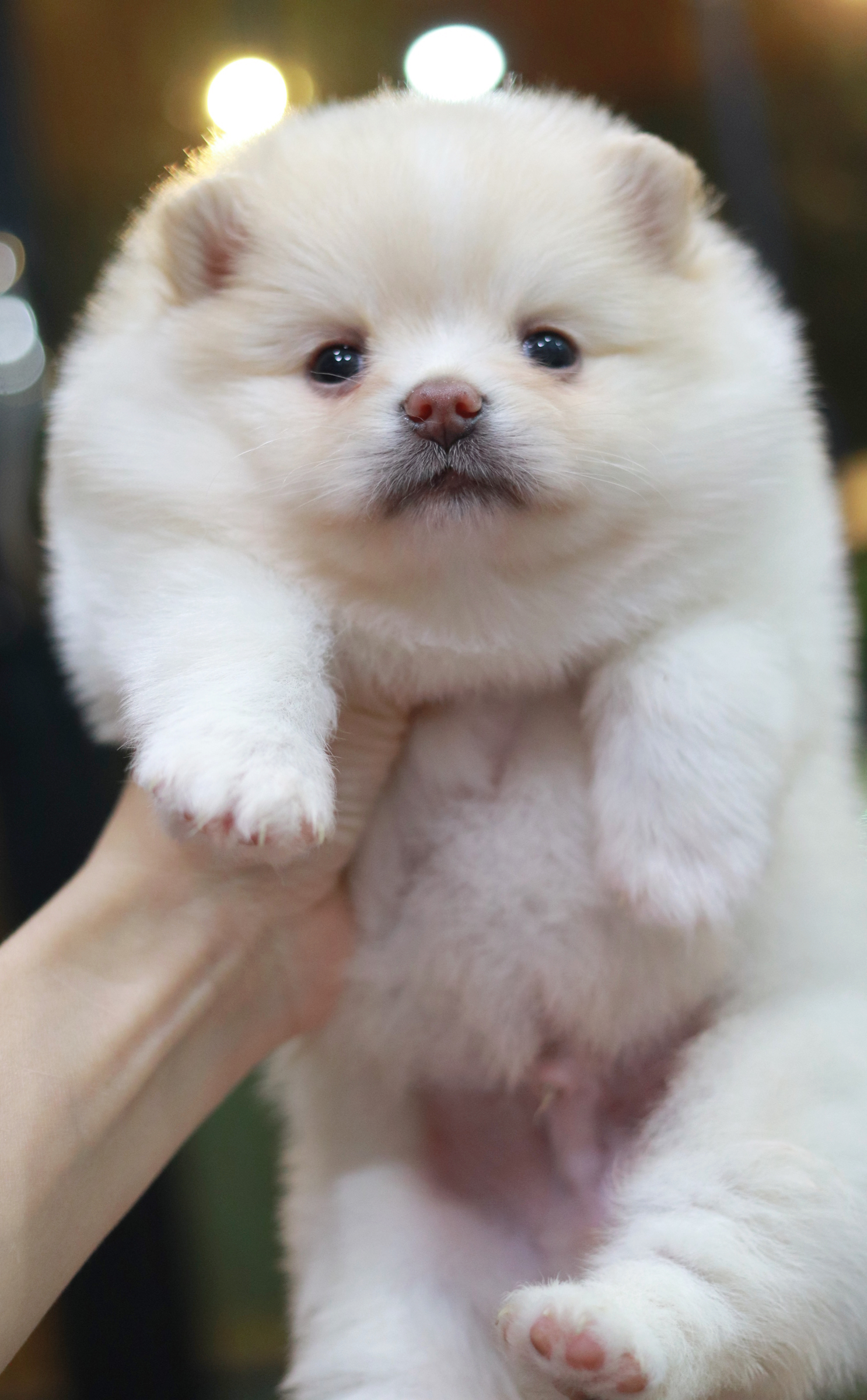 ปอมเมอเรเนียน เพศผู้