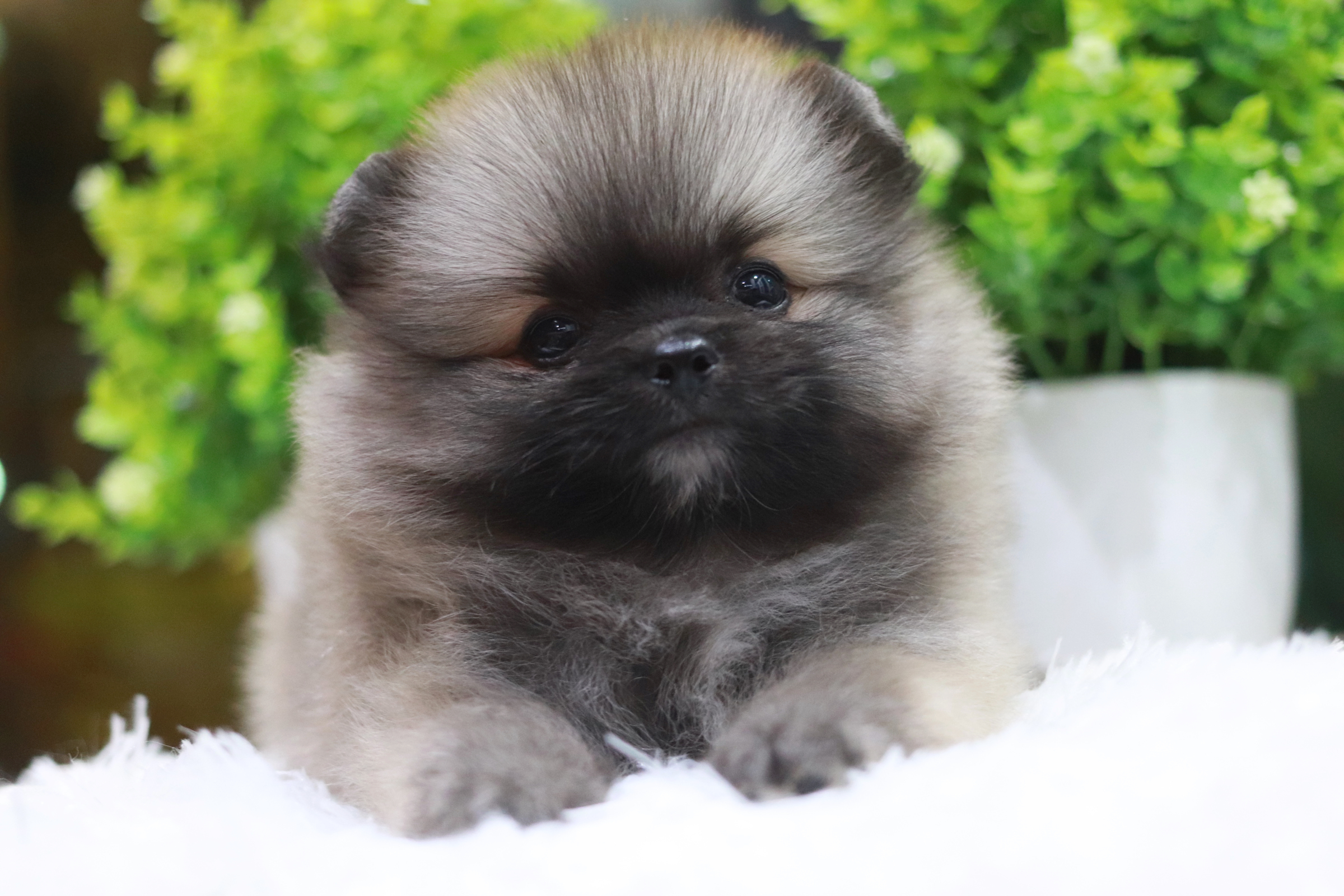 ปอมเมอเรเนียน เพศผู้ ขนแน่นเตี้ยสั้นไซส์เล็ก