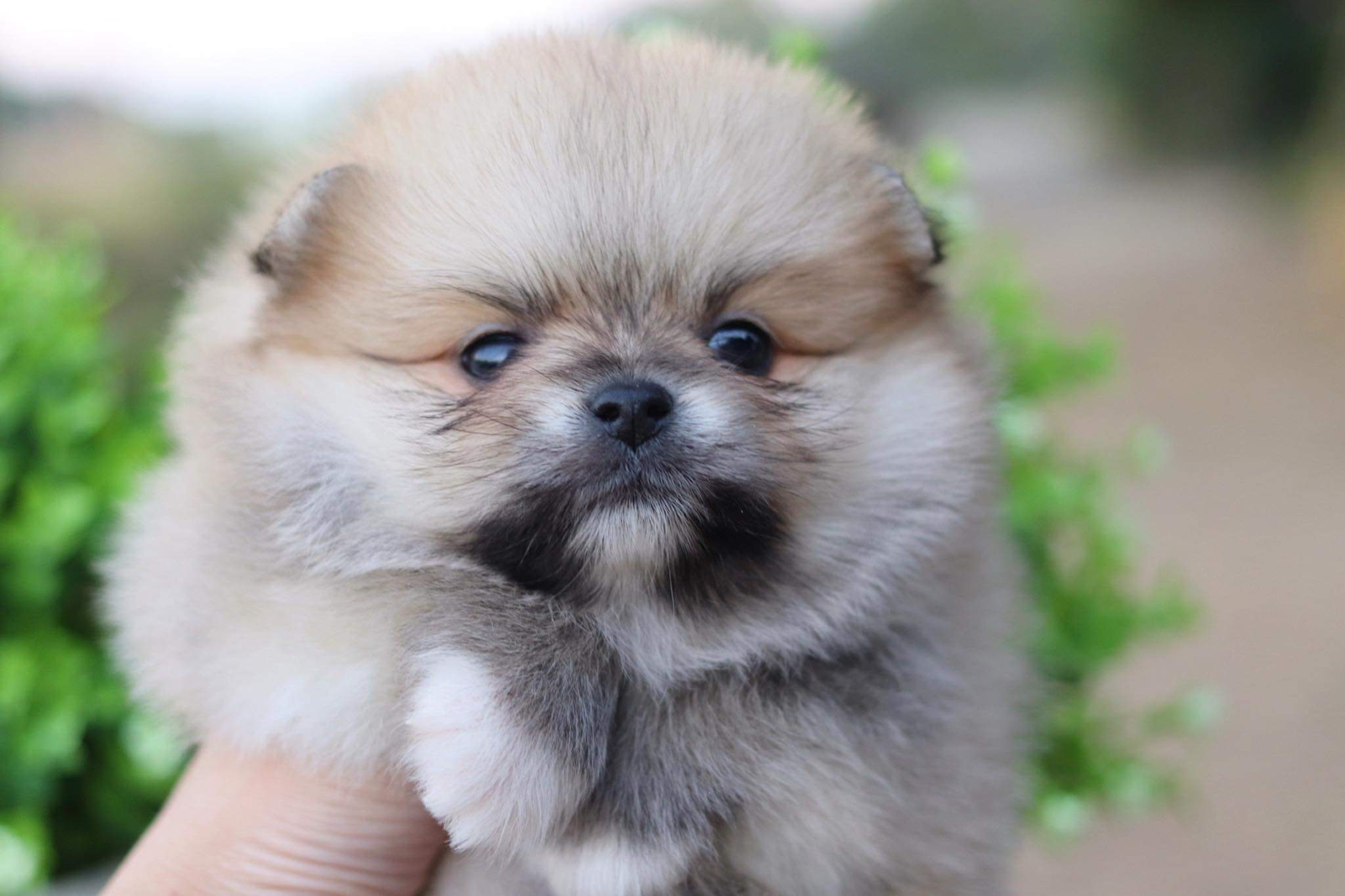 ปอมเมอเรเนียน เพศผู้