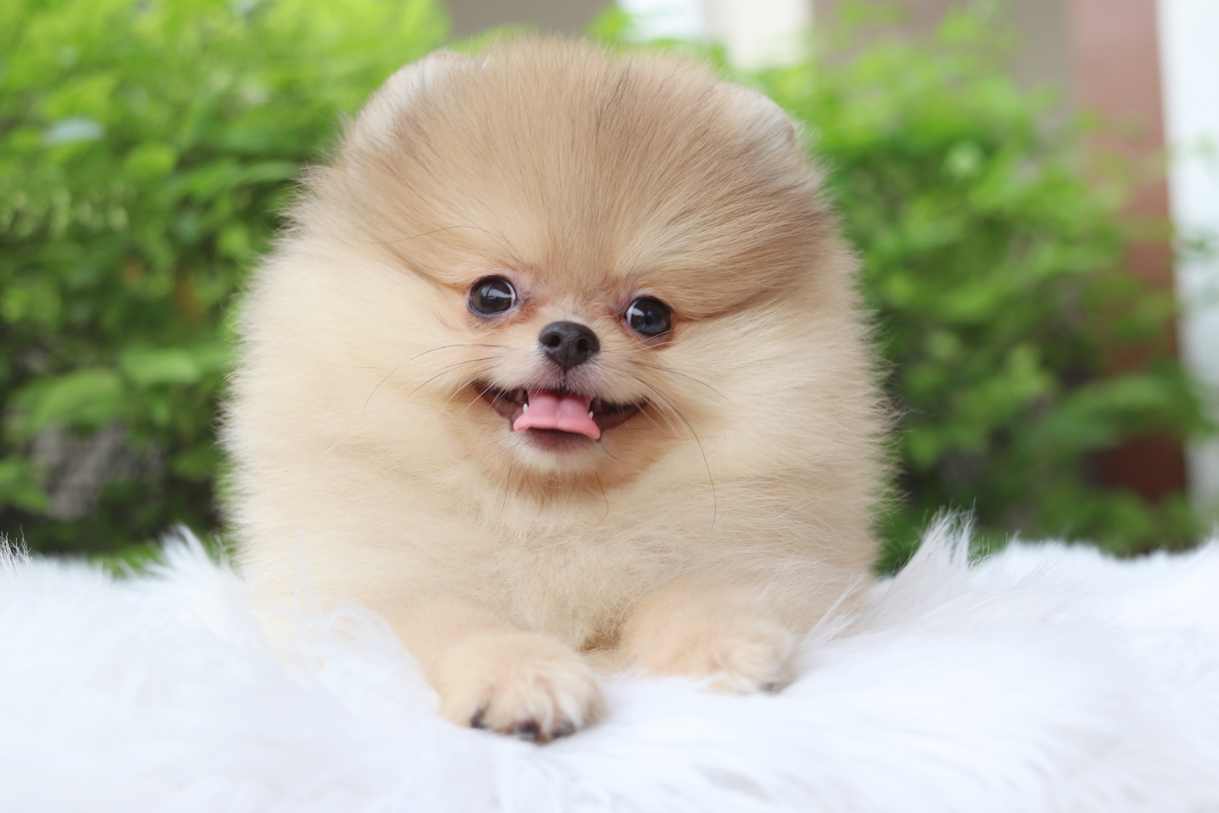 ปอมเมอเรเนียน เพศผู้สีส้ม