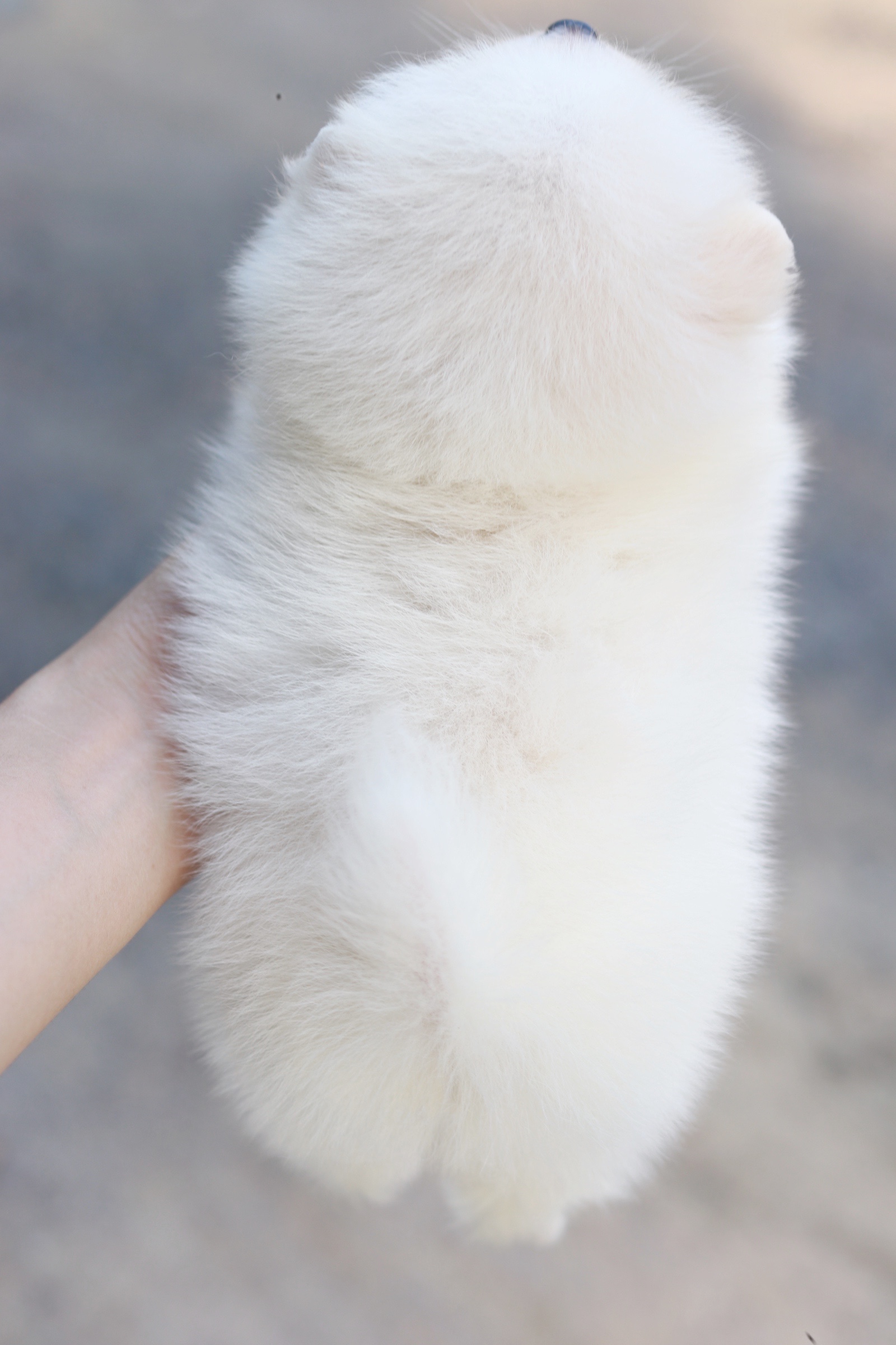 ปอมเมอเรเนียน เพศผู้ สีขาวครีมหน้าฟ็อก