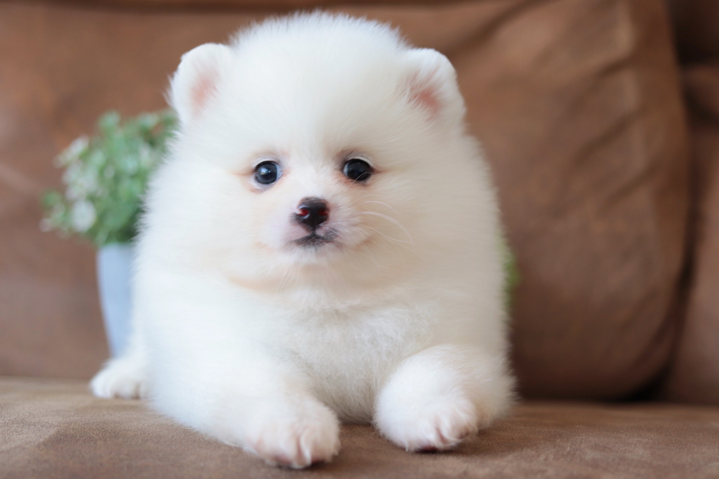 ปอมเมอเรเนียน เพศผู้ สีขาว