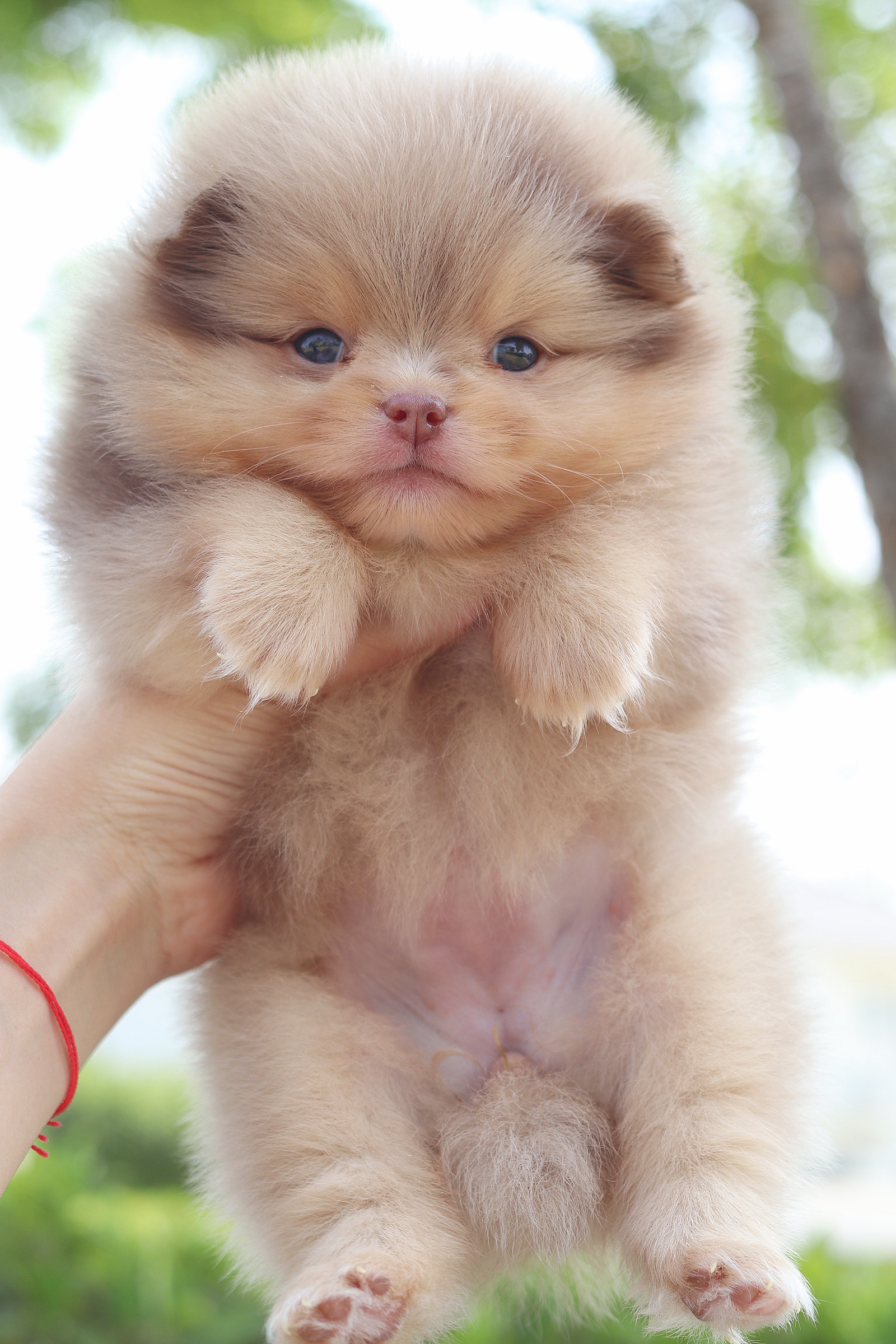 ปอมเมอเรเนียน เพศเมียสีช็อคเมอร์เร่