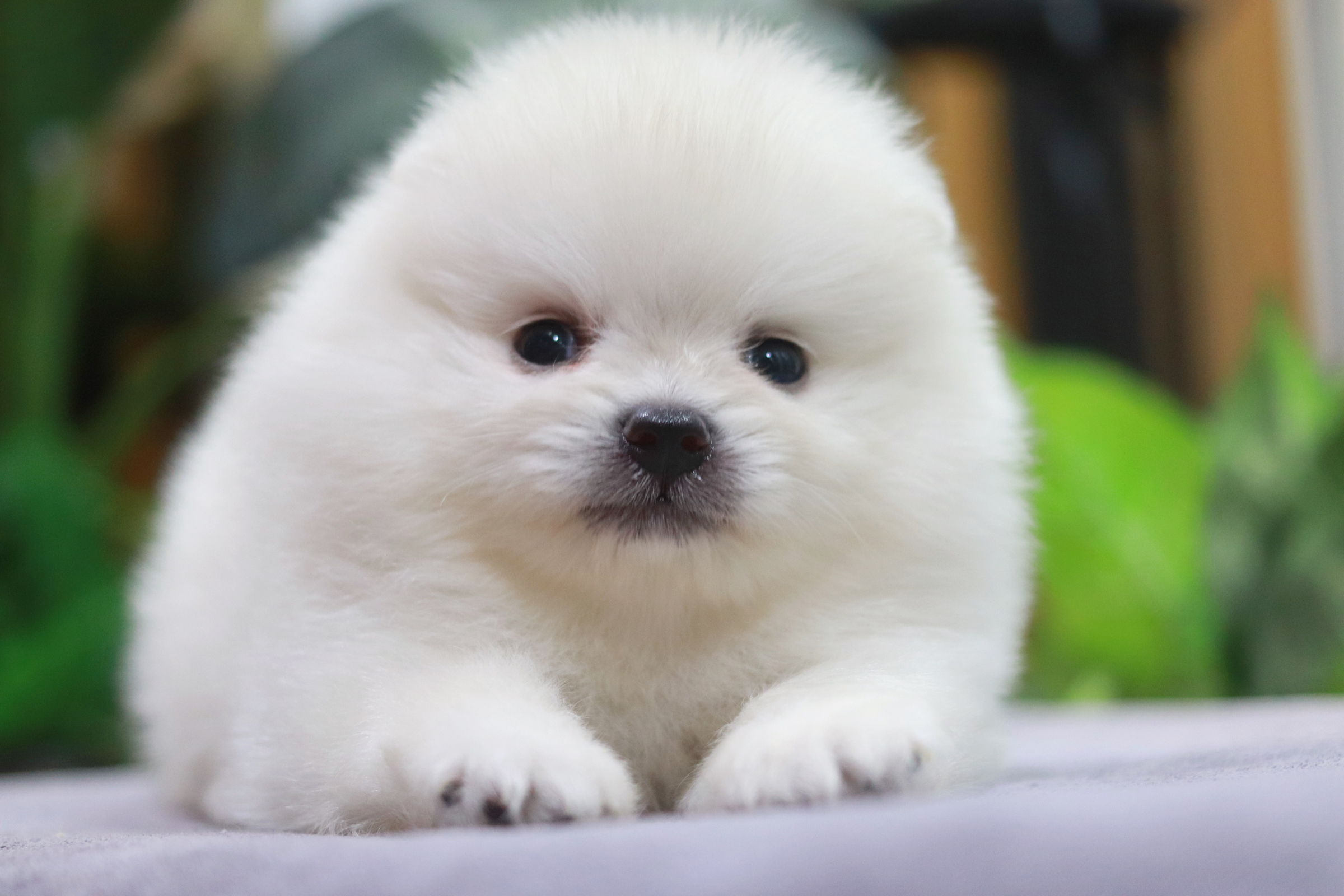 ปอมเมอเรเนียน เพศผู้ ขาวขนแน่น