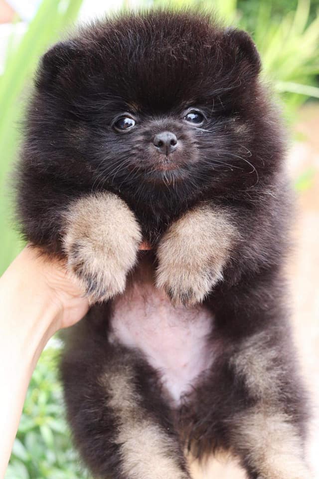 ปอมเมอเรเนียน เพศเมีย