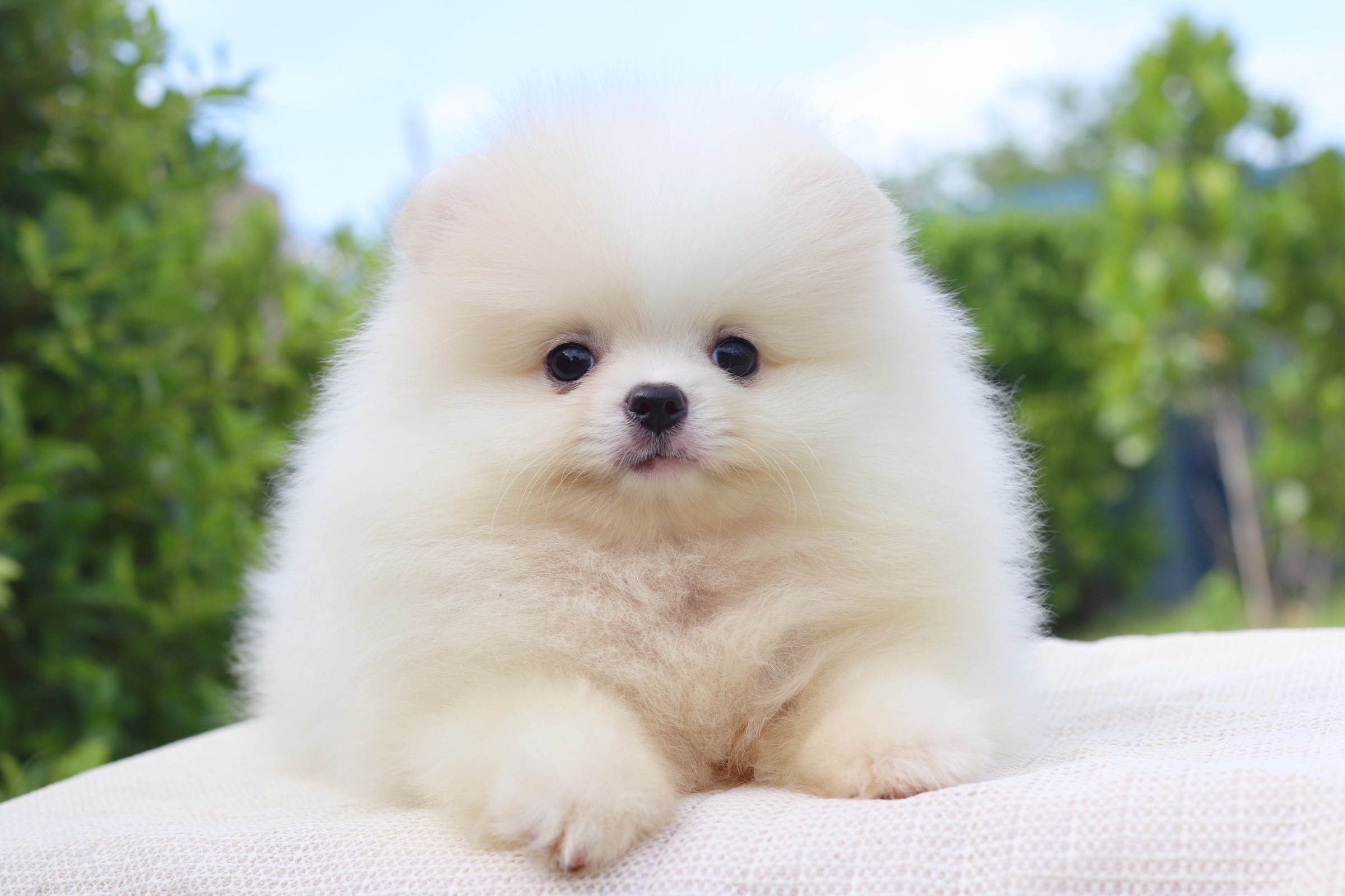 ปอมเมอเรเนียน เพศเมียสีขาวครีม