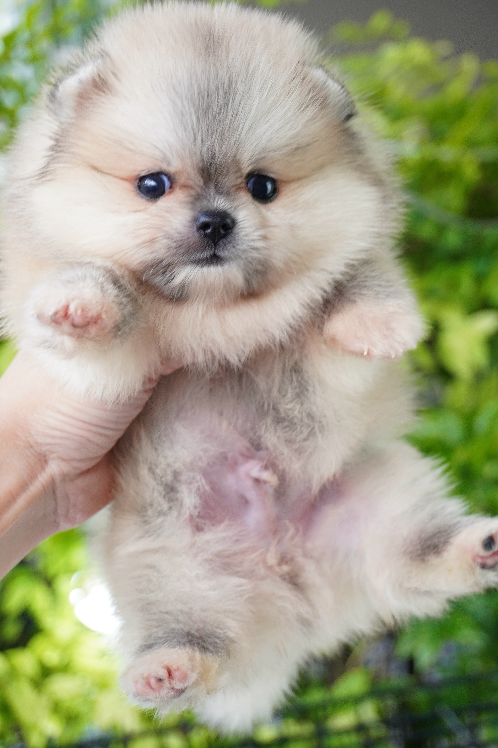 ปอมเมอเรเนียน เพศผู้สีส้ม