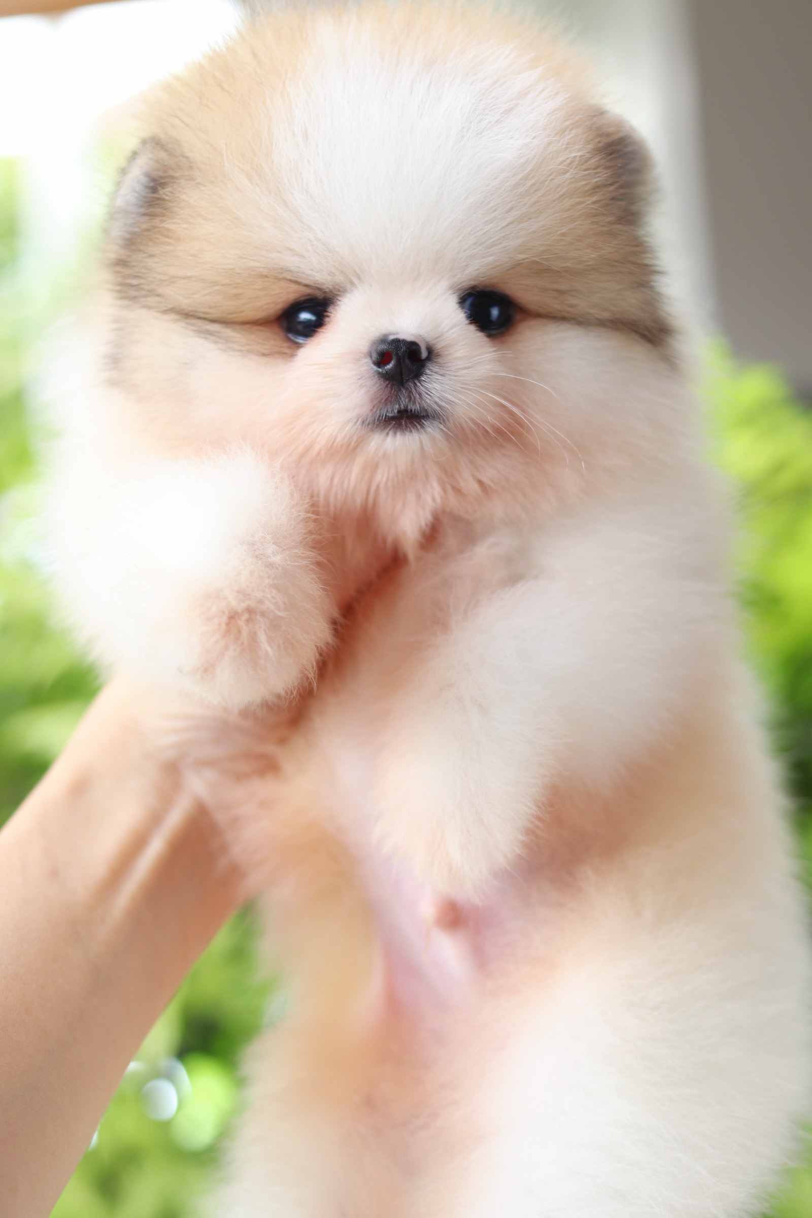 ปอมเมอเรเนียน เพศผู้สีแฟนซี