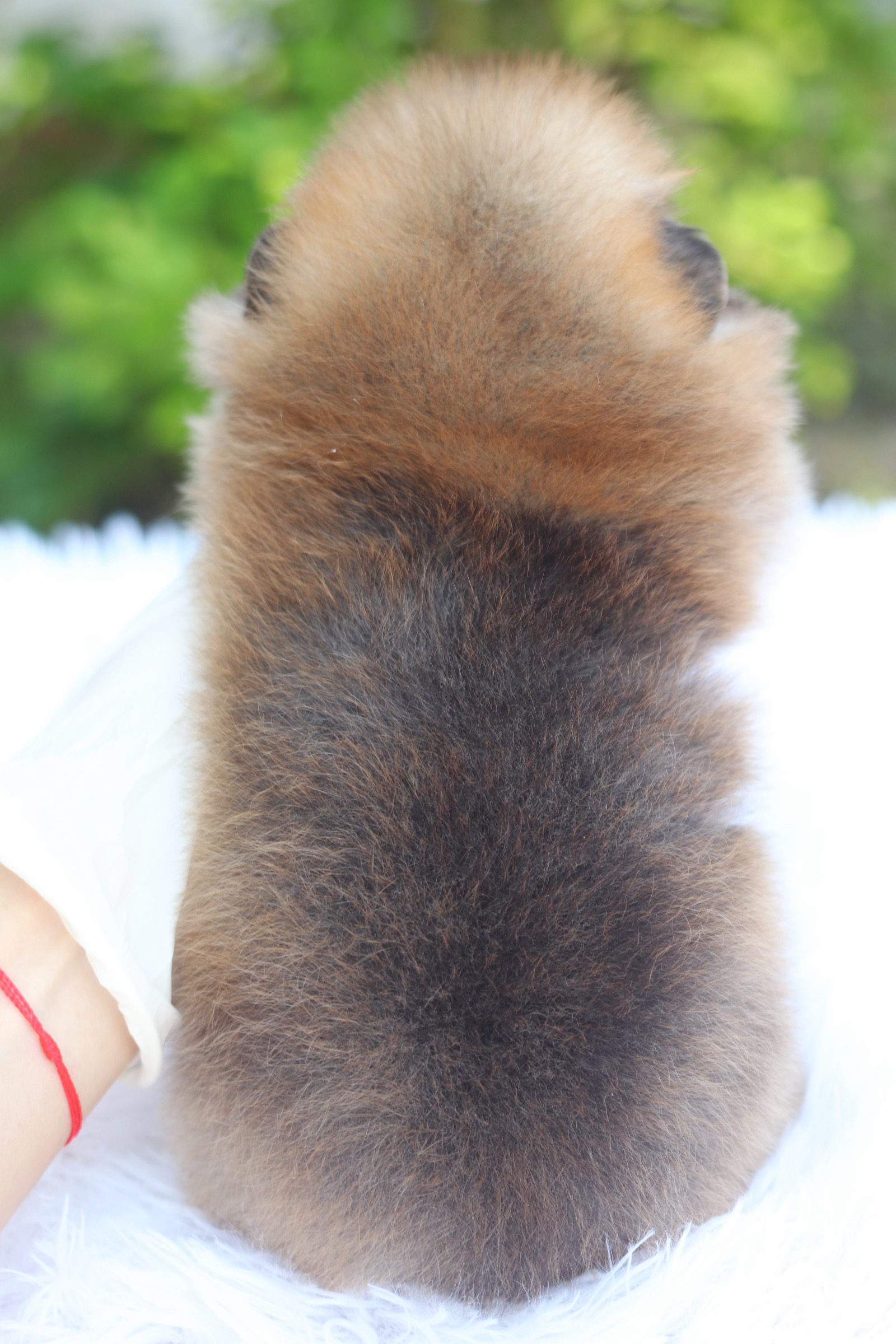 ปอมเมอเรเนียน เพศผู้ สีส้ม