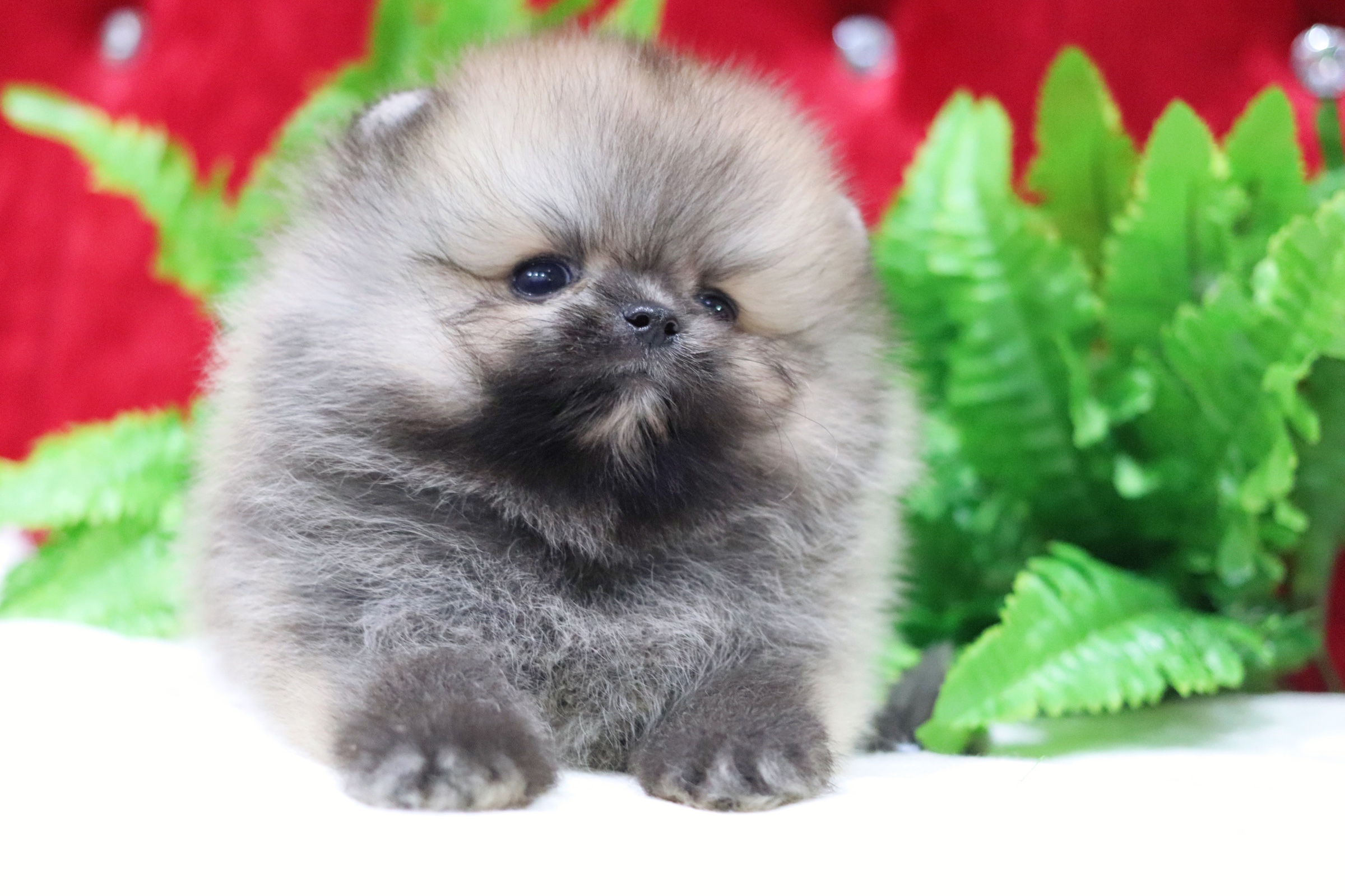 ปอมเมอเรเนียน เพศผู้ สีส้ม ไซส์เล็ก